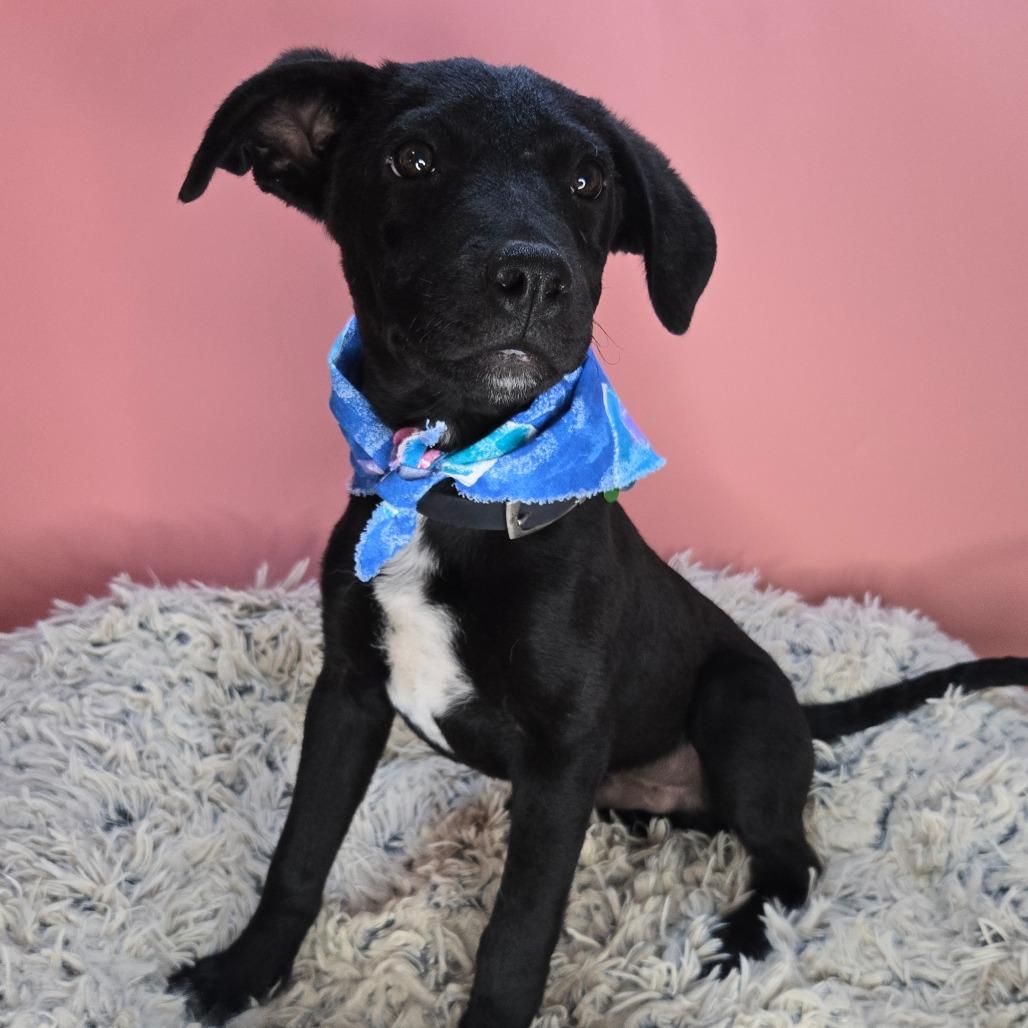 Idris, a Adoptable mixed breed in San Antonio, TX image 3/6