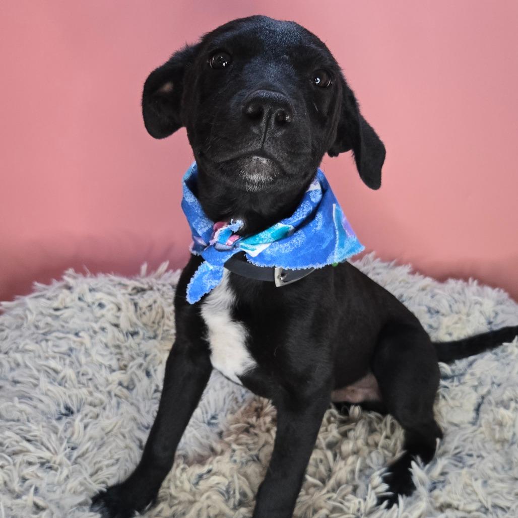 Idris, a Adoptable mixed breed in San Antonio, TX image 4/6