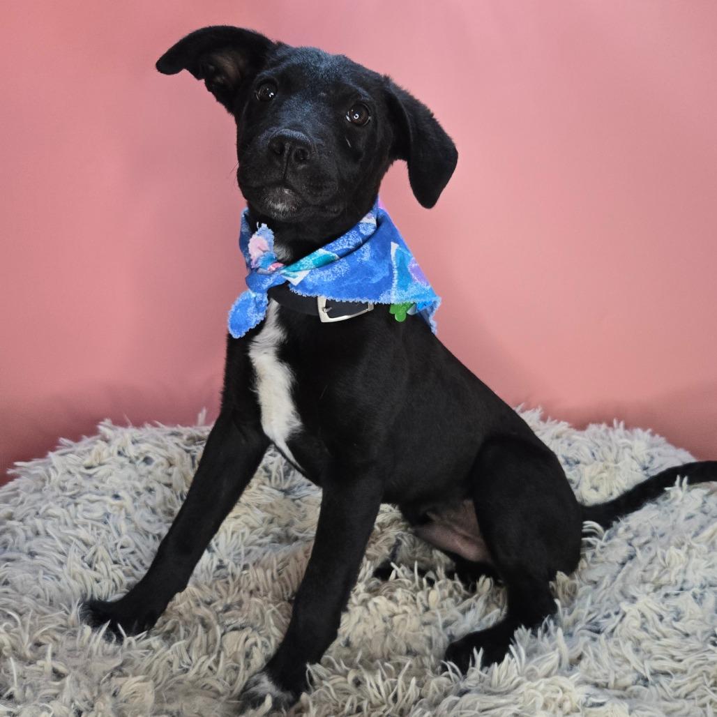 Idris, a Adoptable mixed breed in San Antonio, TX image 5/6