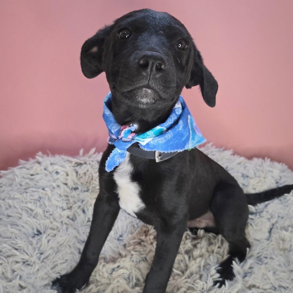 Idris, a Adoptable mixed breed in San Antonio, TX image 2/4
