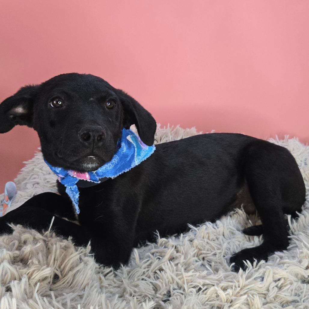 Idris, a Adoptable mixed breed in San Antonio, TX image 6/6