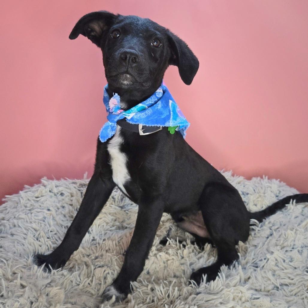 Idris, a Adoptable mixed breed in San Antonio, TX image 3/4