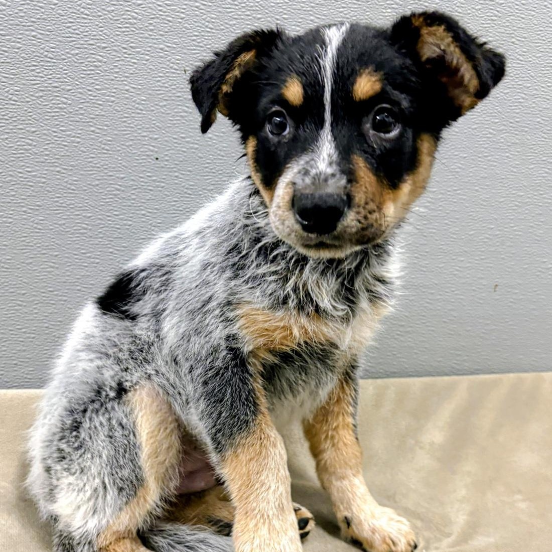 Brady, an adopted mixed breed in Aurora, NE image 1/2