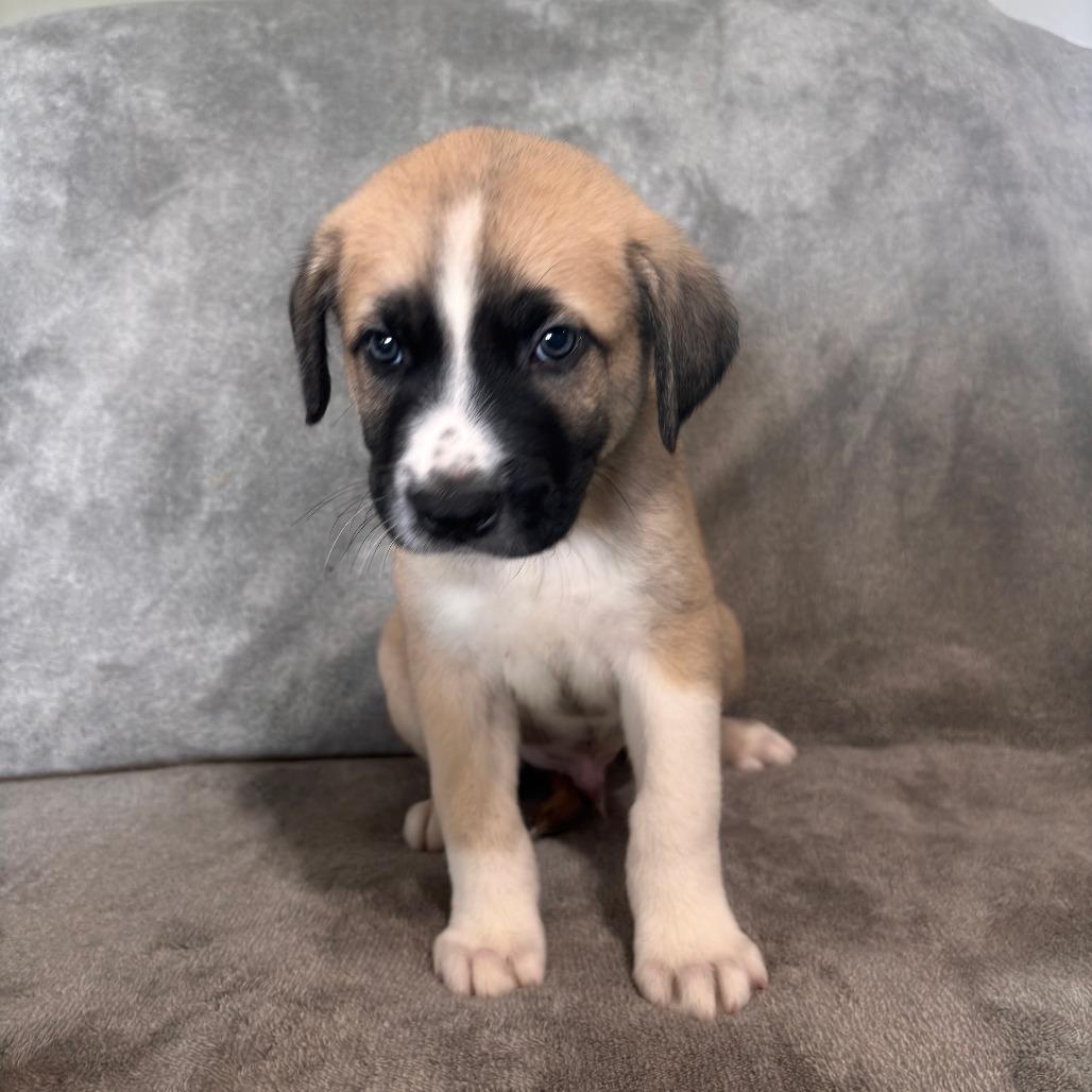 Enlarge Latte, a Adopted mixed breed in West Jordan, UT image 1/1