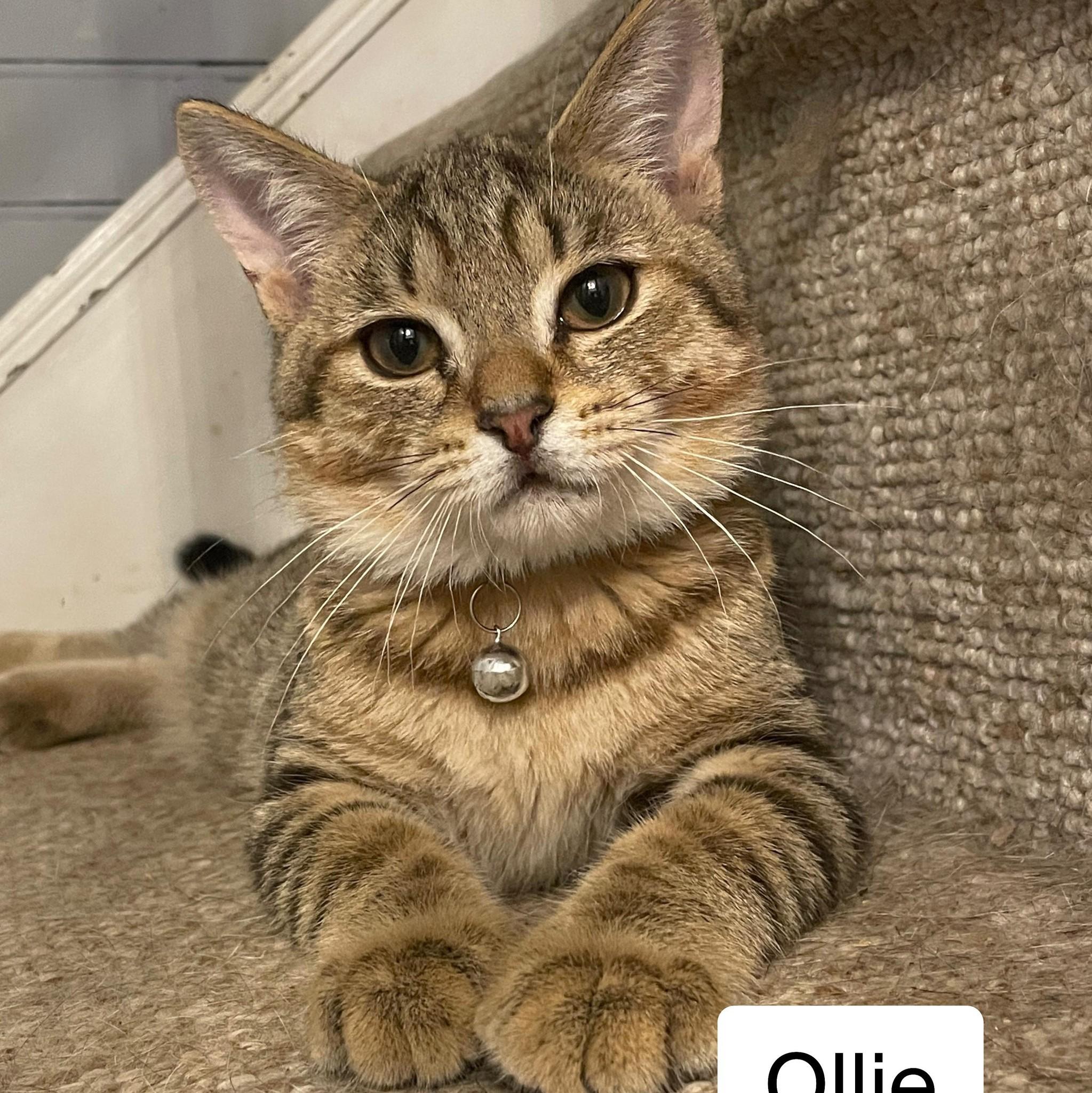 Ollie (Oliver)