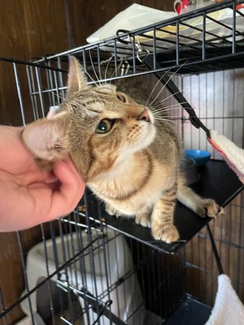 Ollie (Oliver), a Adoptable Domestic Short Hair in Radford, VA image 2/3