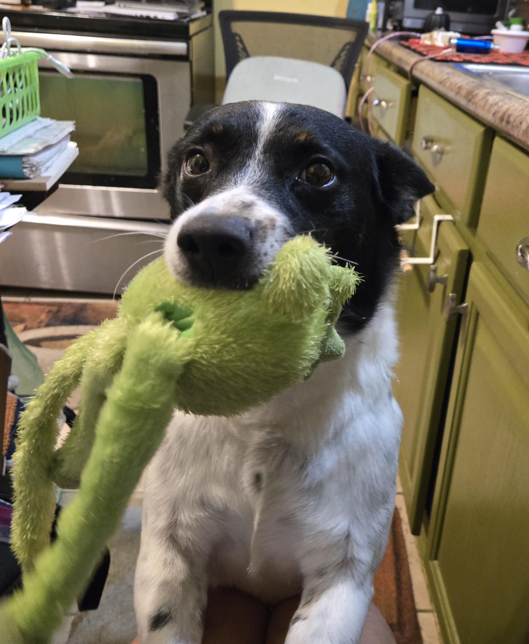 Valor, Adoptable, Adult Male Australian Cattle Dog / Blue Heeler.