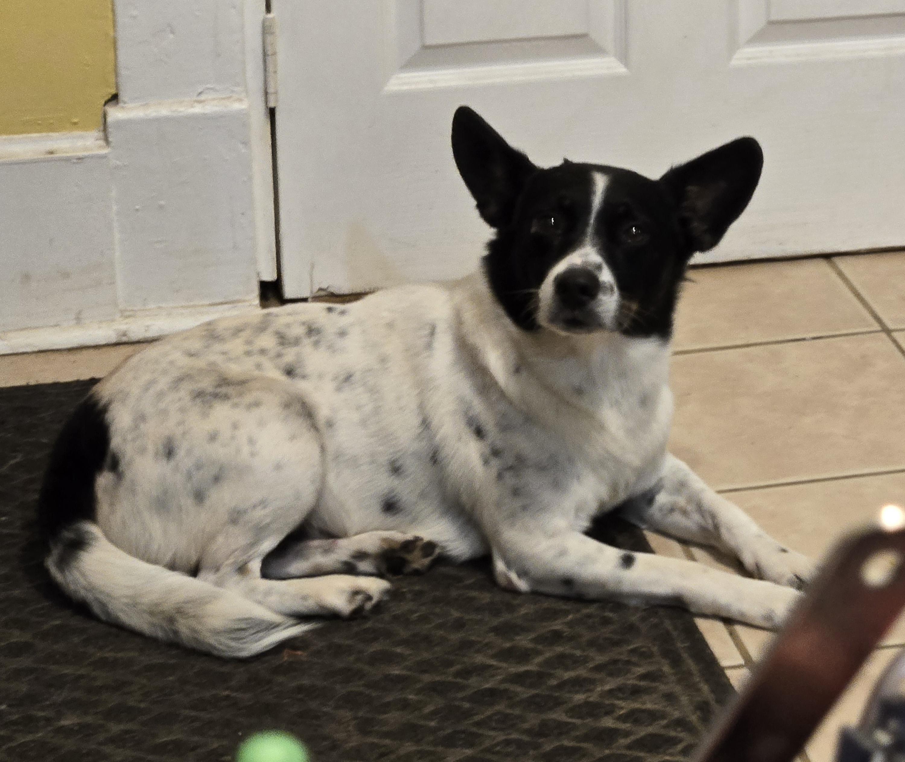 Enlarge Valor, a Adoptable mixed breed in phenix city, AL image 2/2