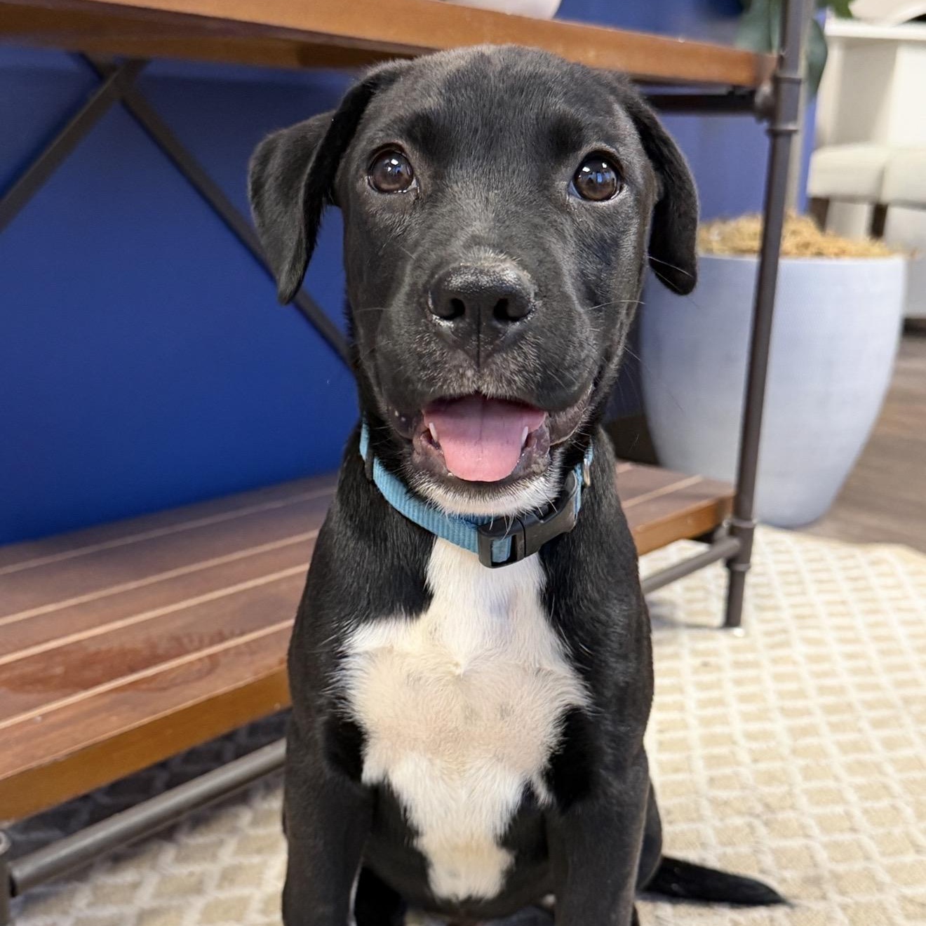 Enlarge RYDER, a Adoptable mixed breed in Smithfield , RI image 3/4