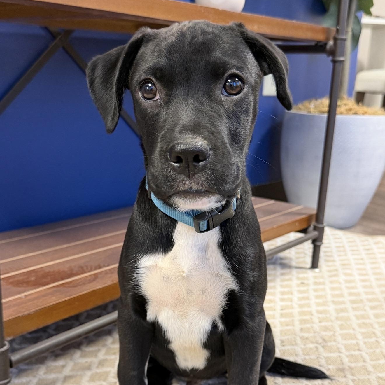 Enlarge RYDER, a Adoptable mixed breed in Smithfield , RI image 4/4