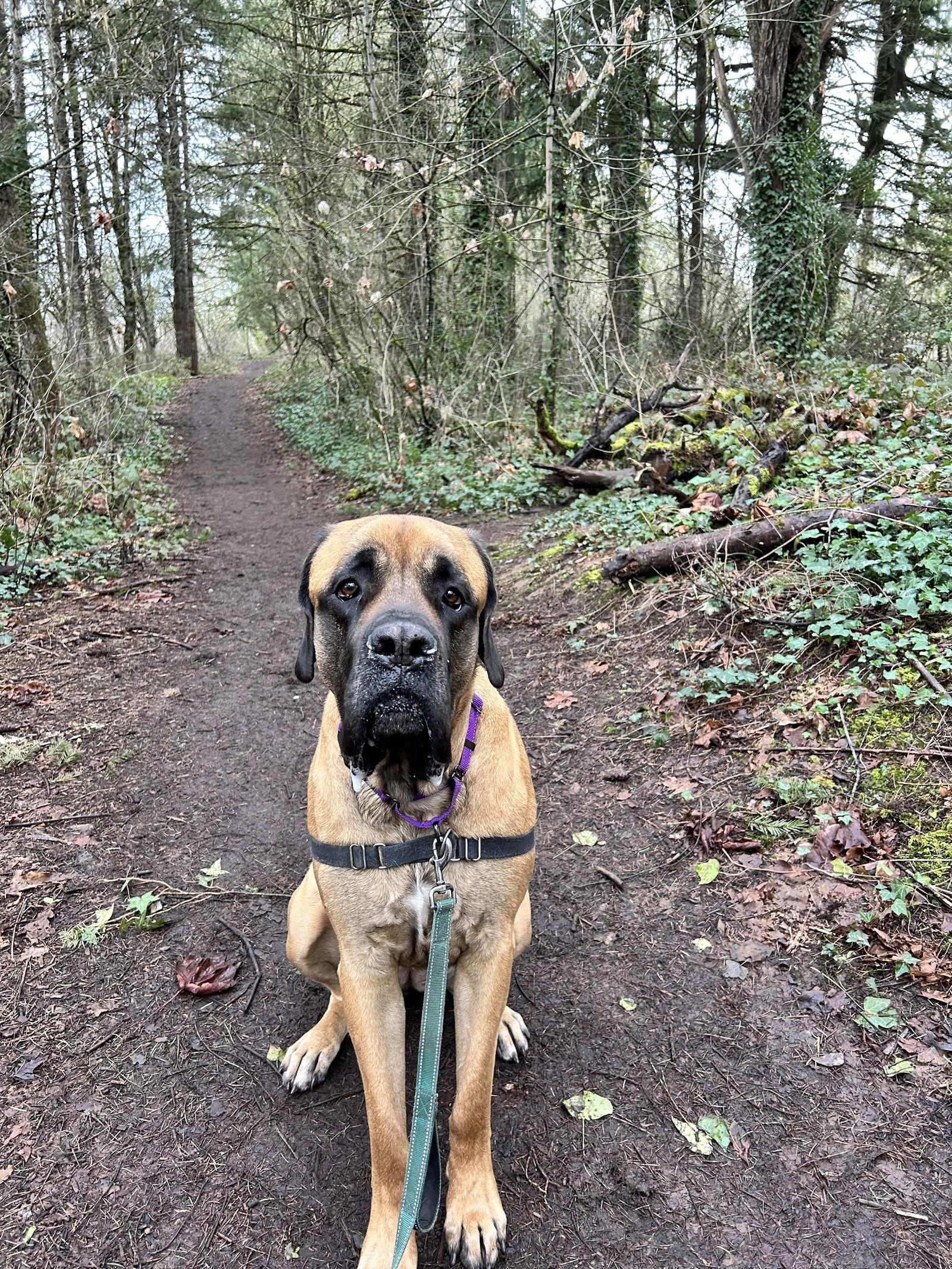 Pepper, Adoptable, Young Female Mastiff.