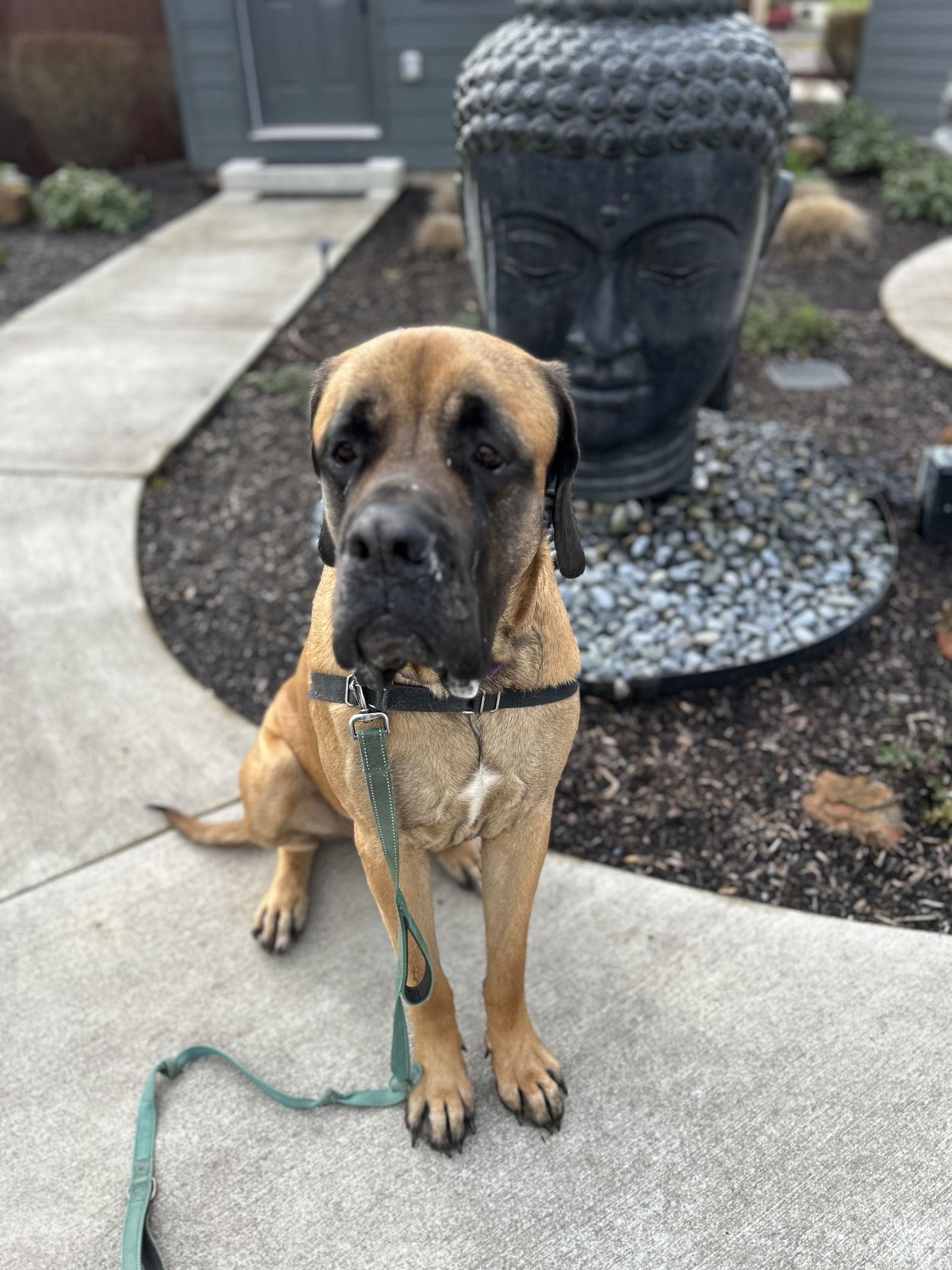 Enlarge Pepper, a Adoptable Mastiff in McMinnville, OR image 2/3