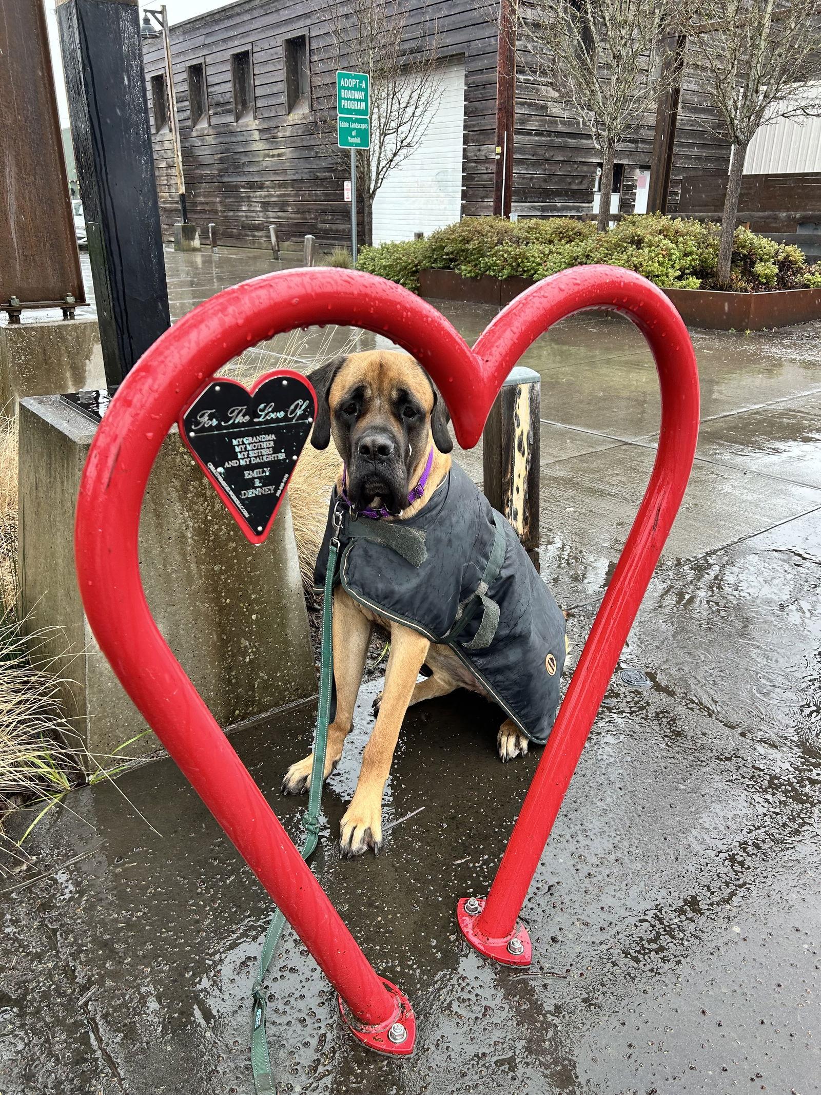 Enlarge Pepper, a Adoptable Mastiff in McMinnville, OR image 3/3