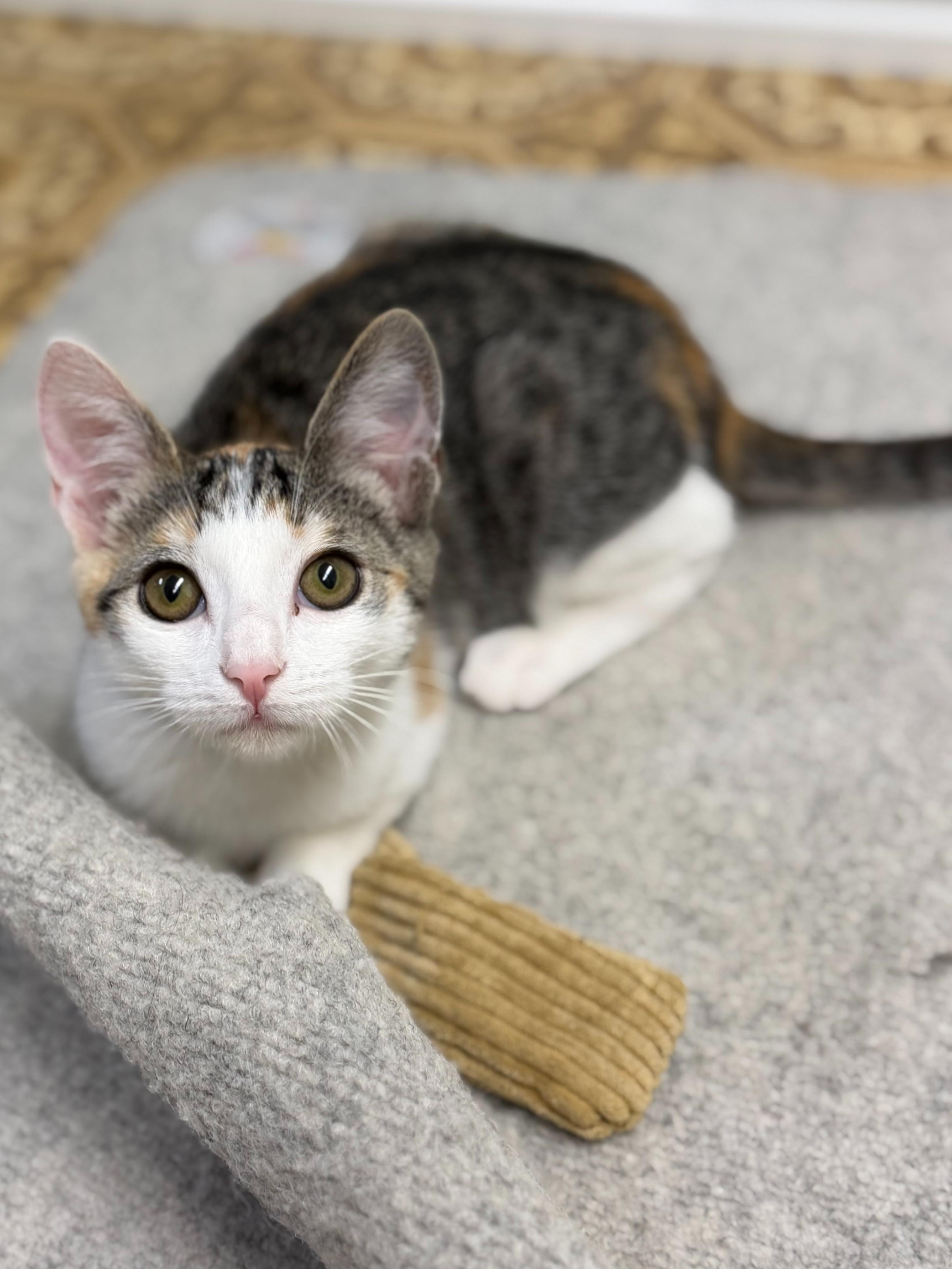 Enlarge Emilia, a ADOPTABLE mixed breed in Hermosa Beach, CA image 2/6