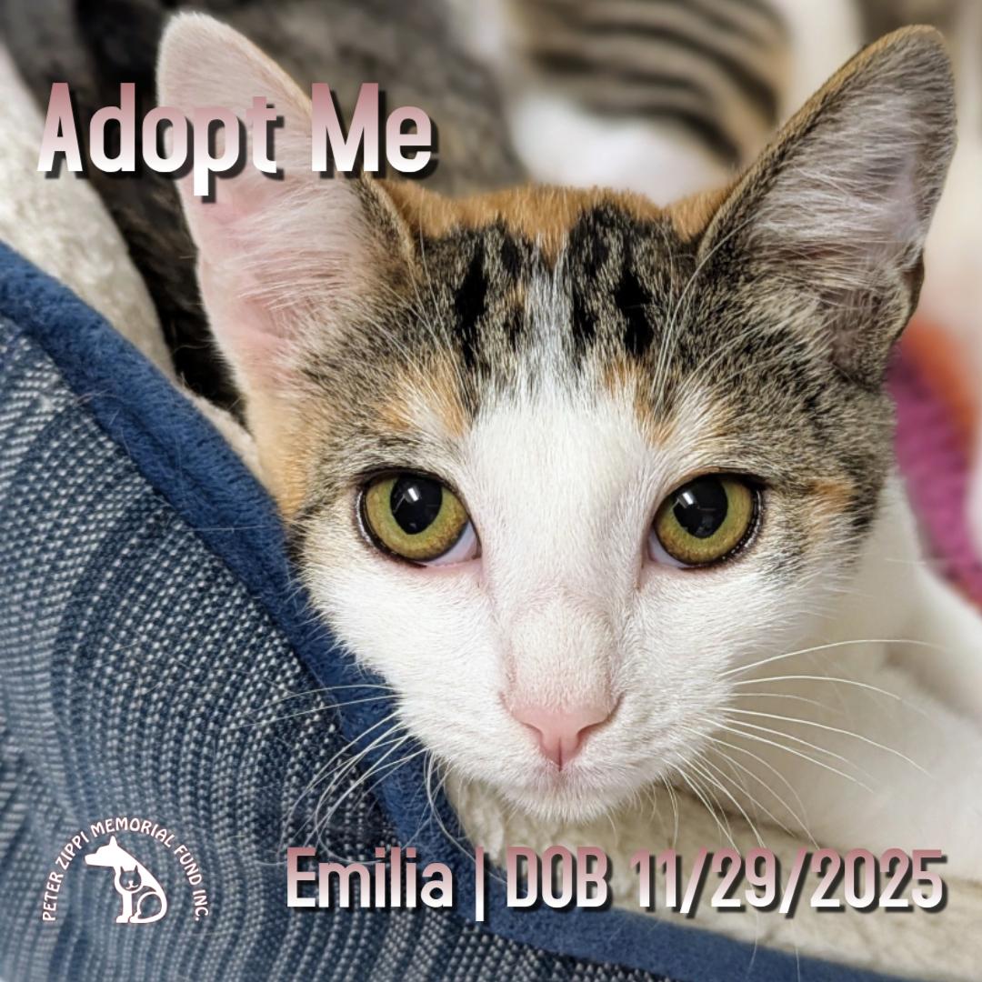 Emilia, ADOPTABLE, Kitten Female Calico & Domestic Short Hair.
