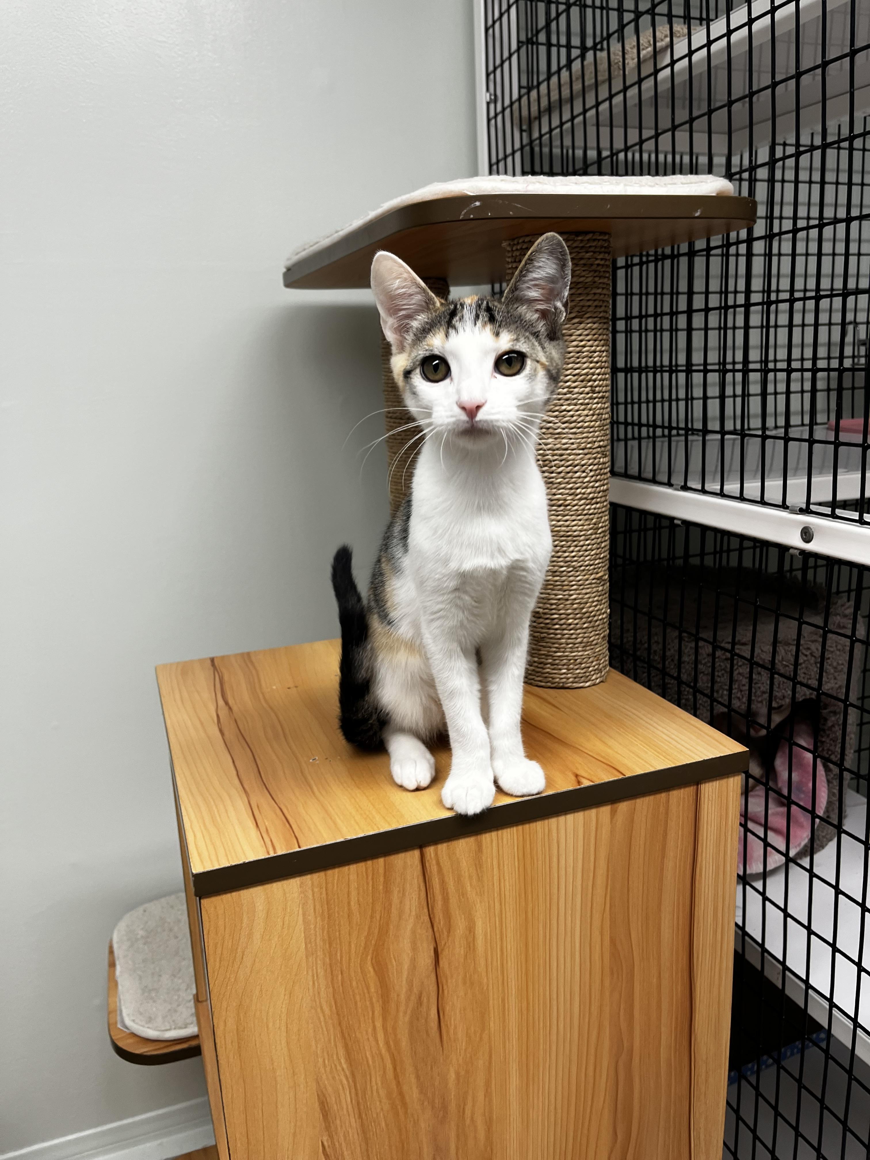 Enlarge Emilia, a ADOPTABLE mixed breed in Hermosa Beach, CA image 6/6