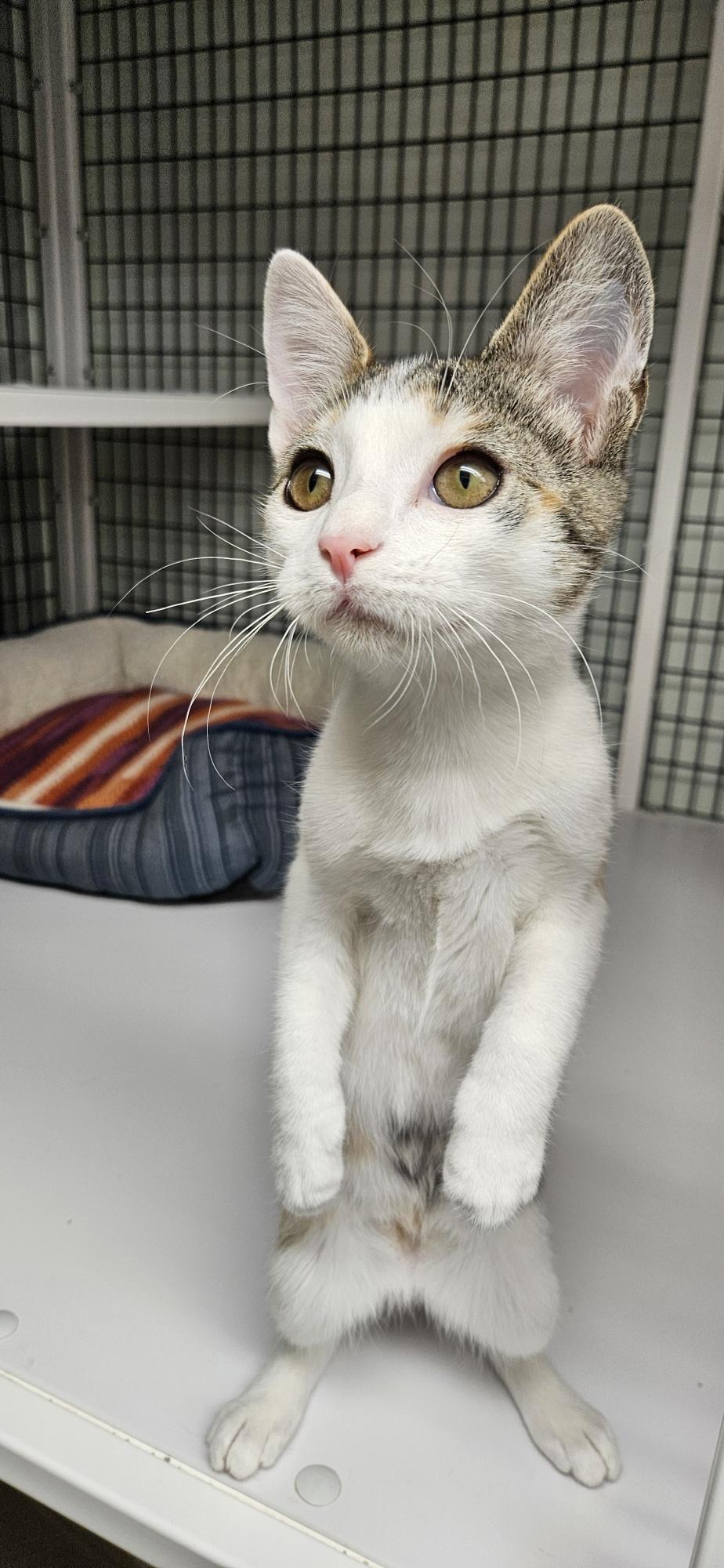 Enlarge Emilia, a ADOPTABLE mixed breed in Hermosa Beach, CA image 4/6
