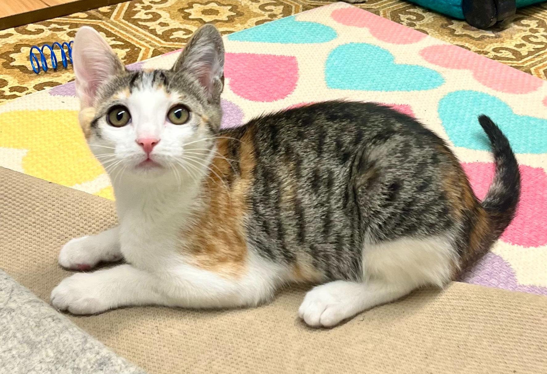 Enlarge Emilia, a ADOPTABLE mixed breed in Hermosa Beach, CA image 5/6