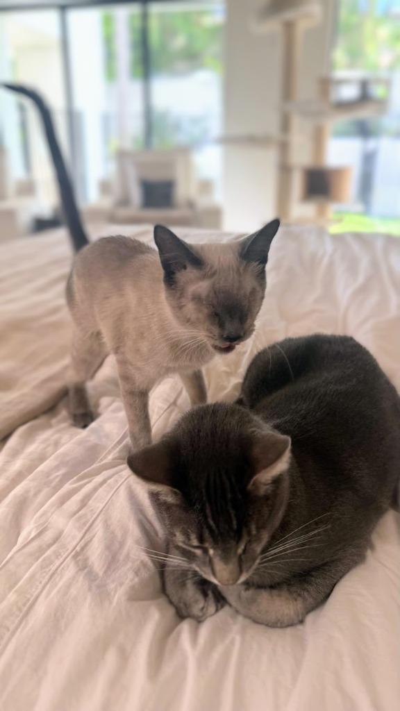 Enlarge Sonny (now Sunny), a Adopted Siamese in Corral del Risco, NAY image 1/6