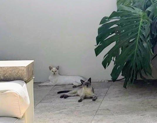 Enlarge Sonny (now Sunny), a Adopted Siamese in Corral del Risco, NAY image 2/6