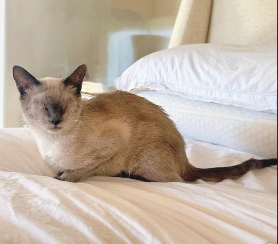 Enlarge Sonny (now Sunny), a Adopted Siamese in Corral del Risco, NAY image 3/6