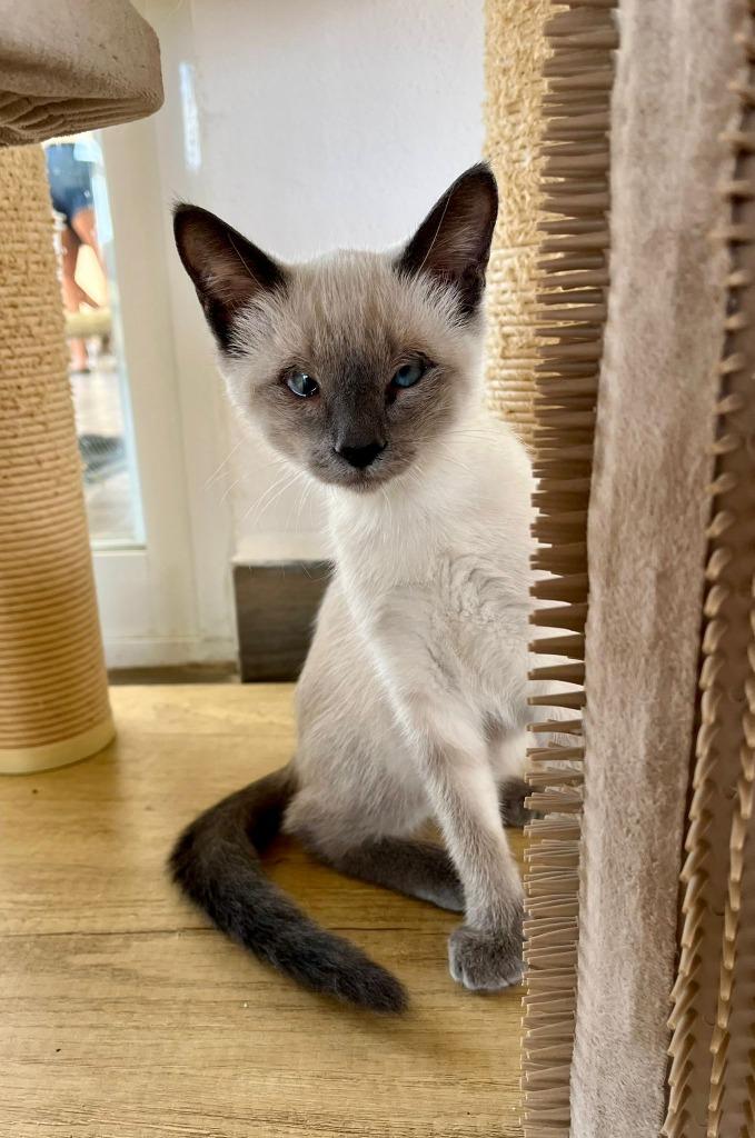 Enlarge Sonny (now Sunny), a Adopted Siamese in Corral del Risco, NAY image 4/6