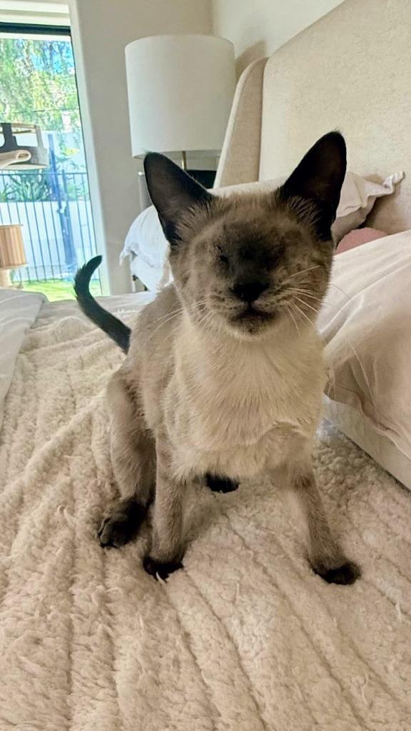 Enlarge Sonny (now Sunny), a Adopted Siamese in Corral del Risco, NAY image 5/6