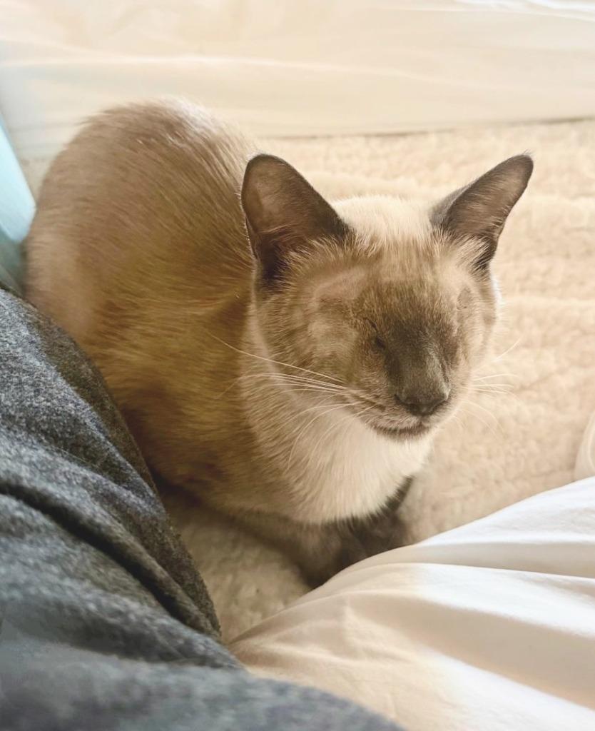 Enlarge Sonny (now Sunny), a Adopted Siamese in Corral del Risco, NAY image 6/6