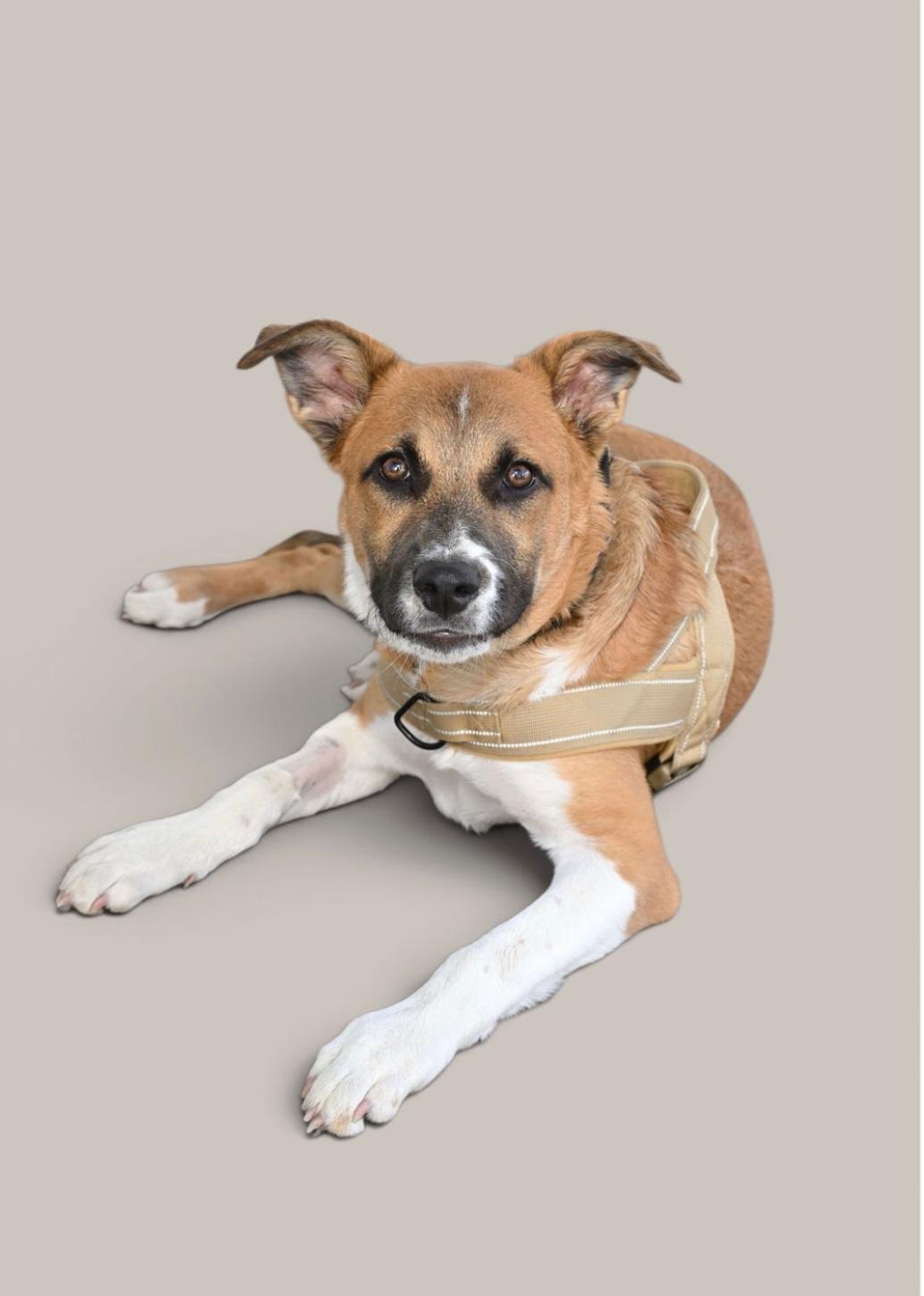 Todd, Adoptable, Puppy Male German Shepherd Dog & Cattle Dog.