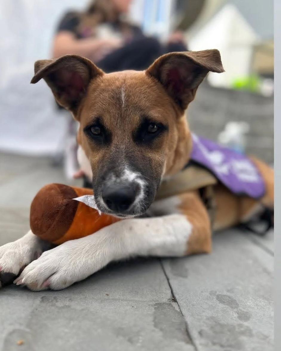 Enlarge Todd, a Adoptable mixed breed in Santa Clara, CA image 3/3