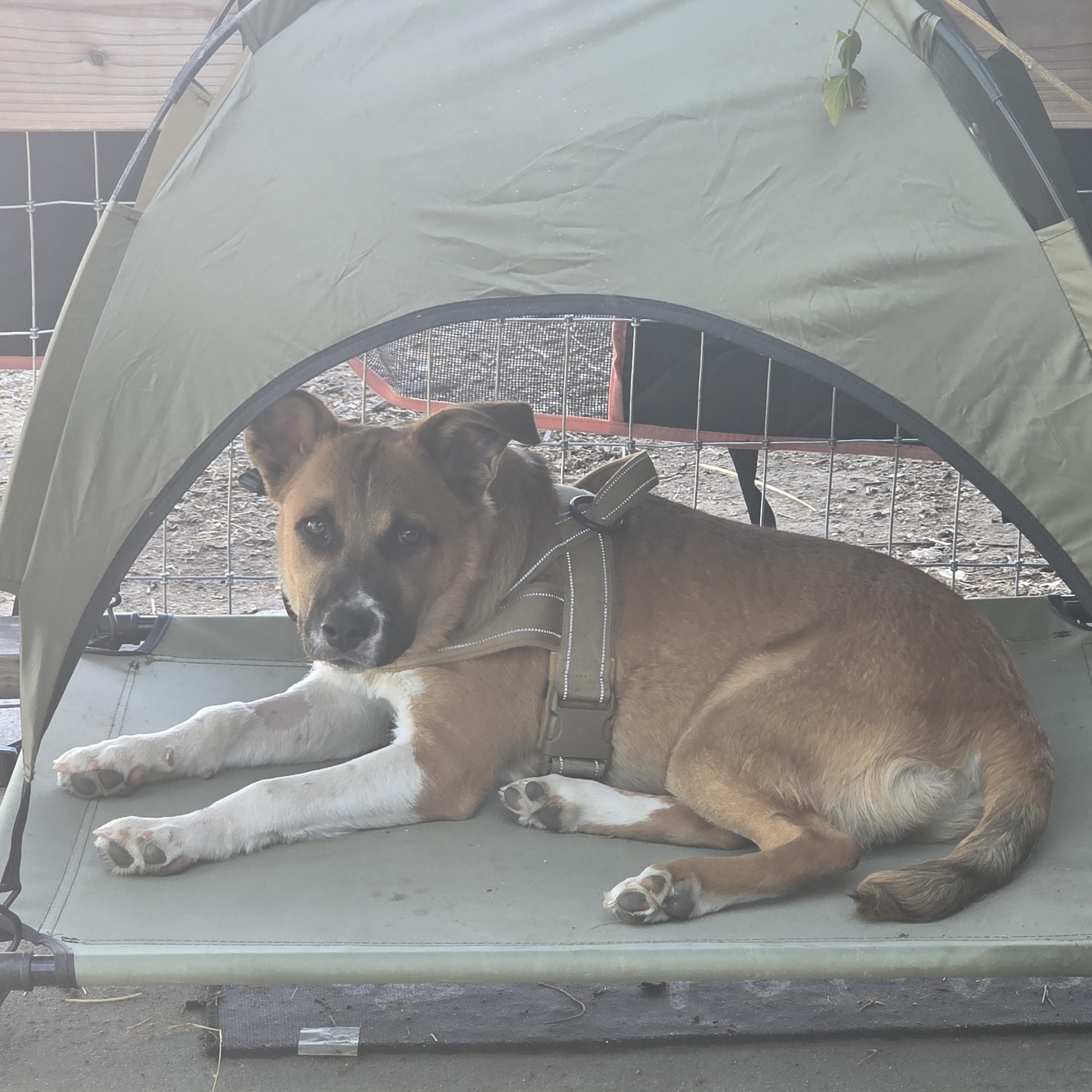 Enlarge Todd, a Adoptable mixed breed in Santa Clara, CA image 2/3