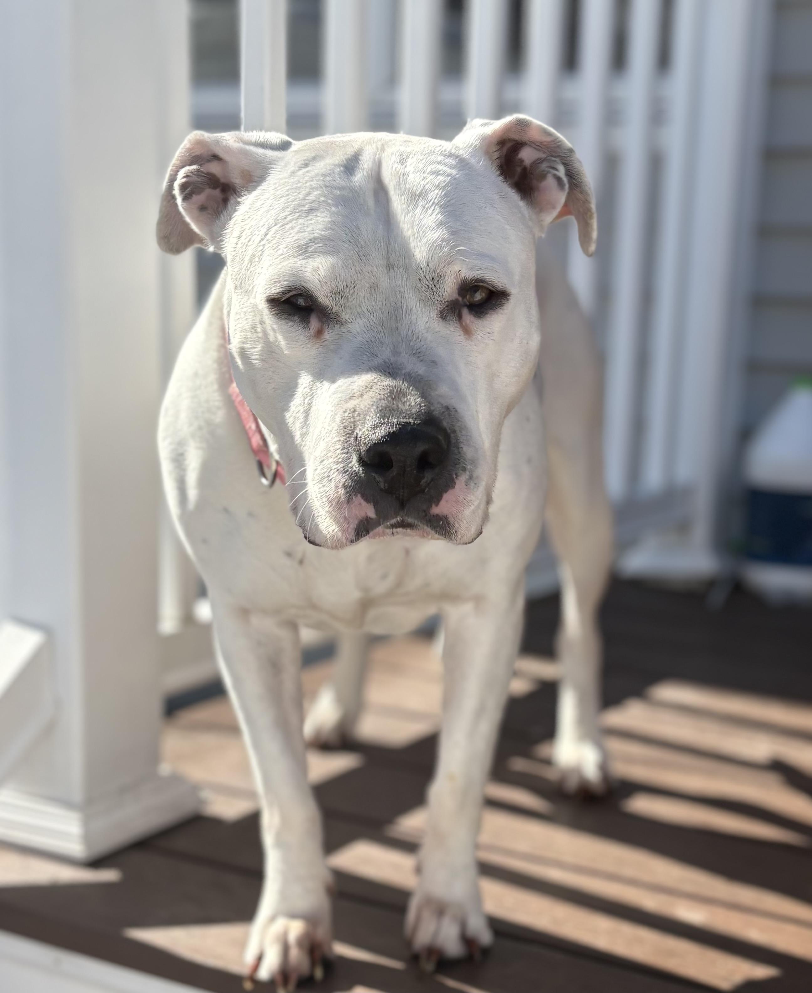 Enlarge Carly Beth, a Adoptable mixed breed in Chelmsford, MA image 4/5