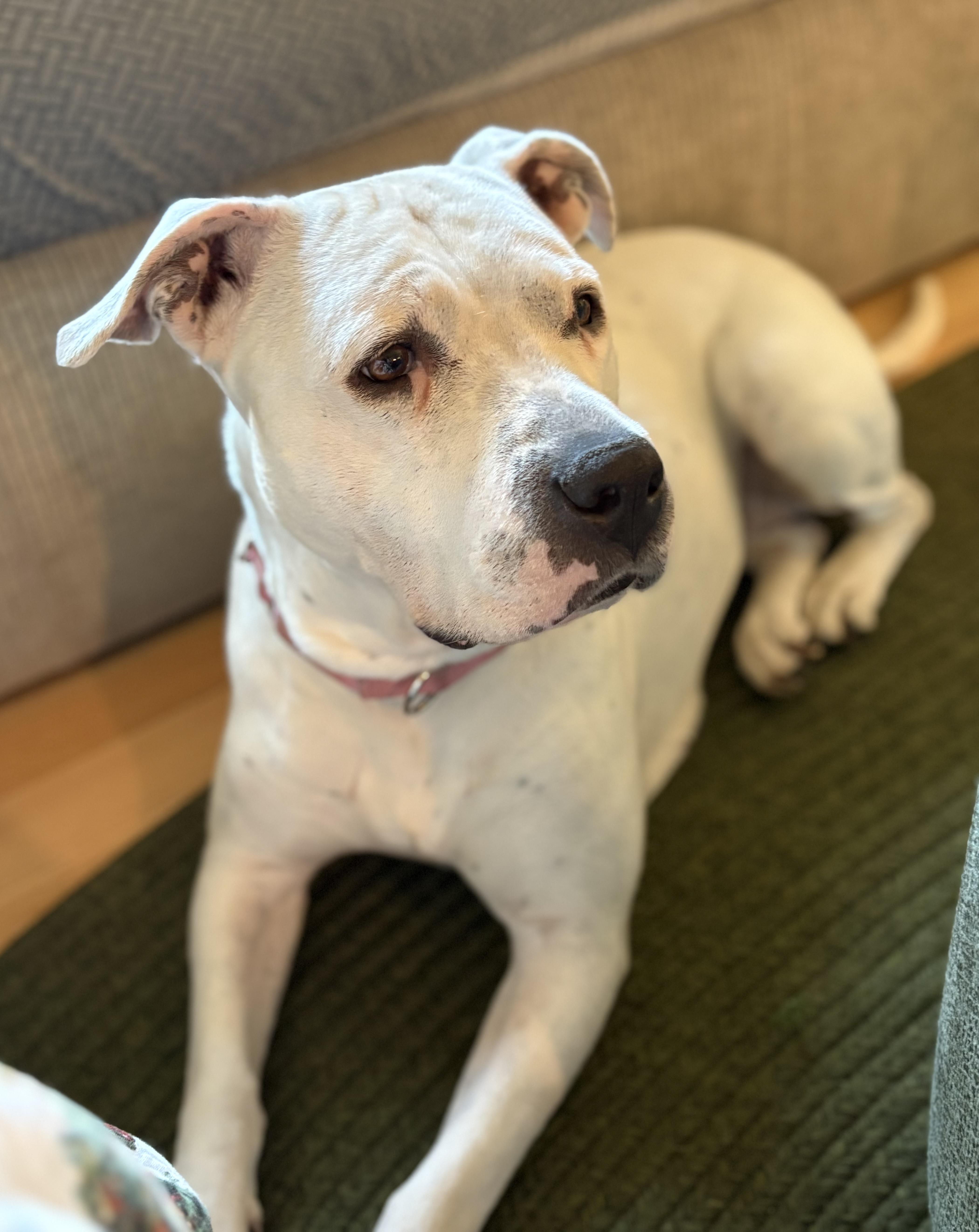 Enlarge Carly Beth, a Adoptable mixed breed in Chelmsford, MA image 1/5