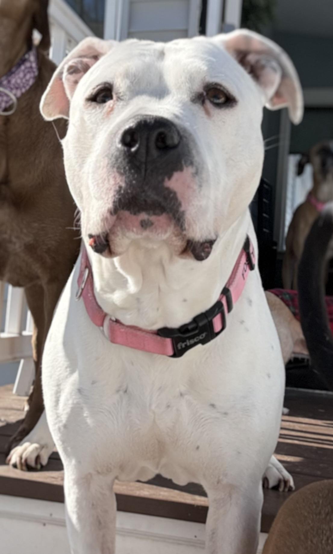 Enlarge Carly Beth, a Adoptable mixed breed in Chelmsford, MA image 5/5