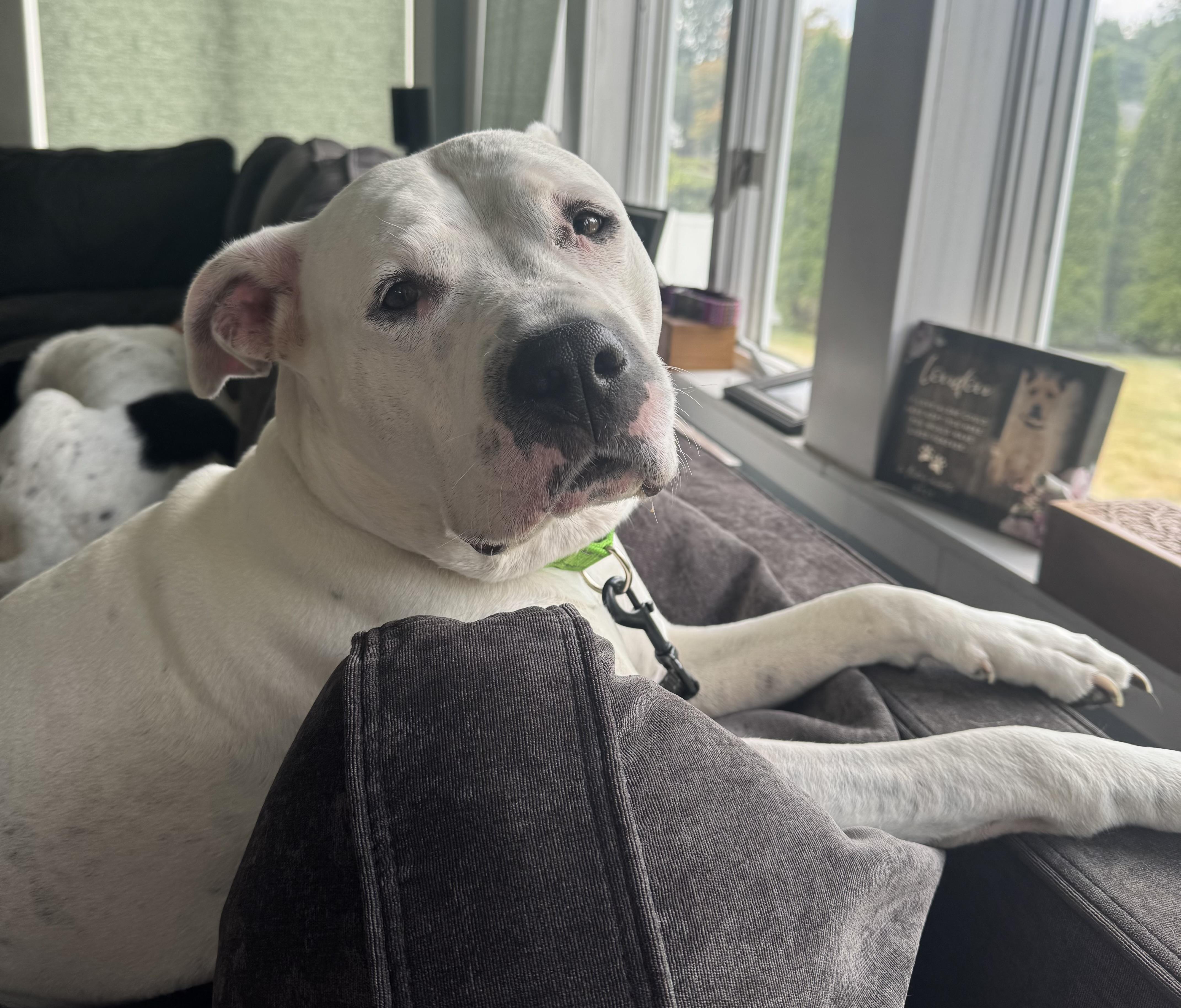 Carly Beth, Adoptable, Adult Female Mixed Breed.