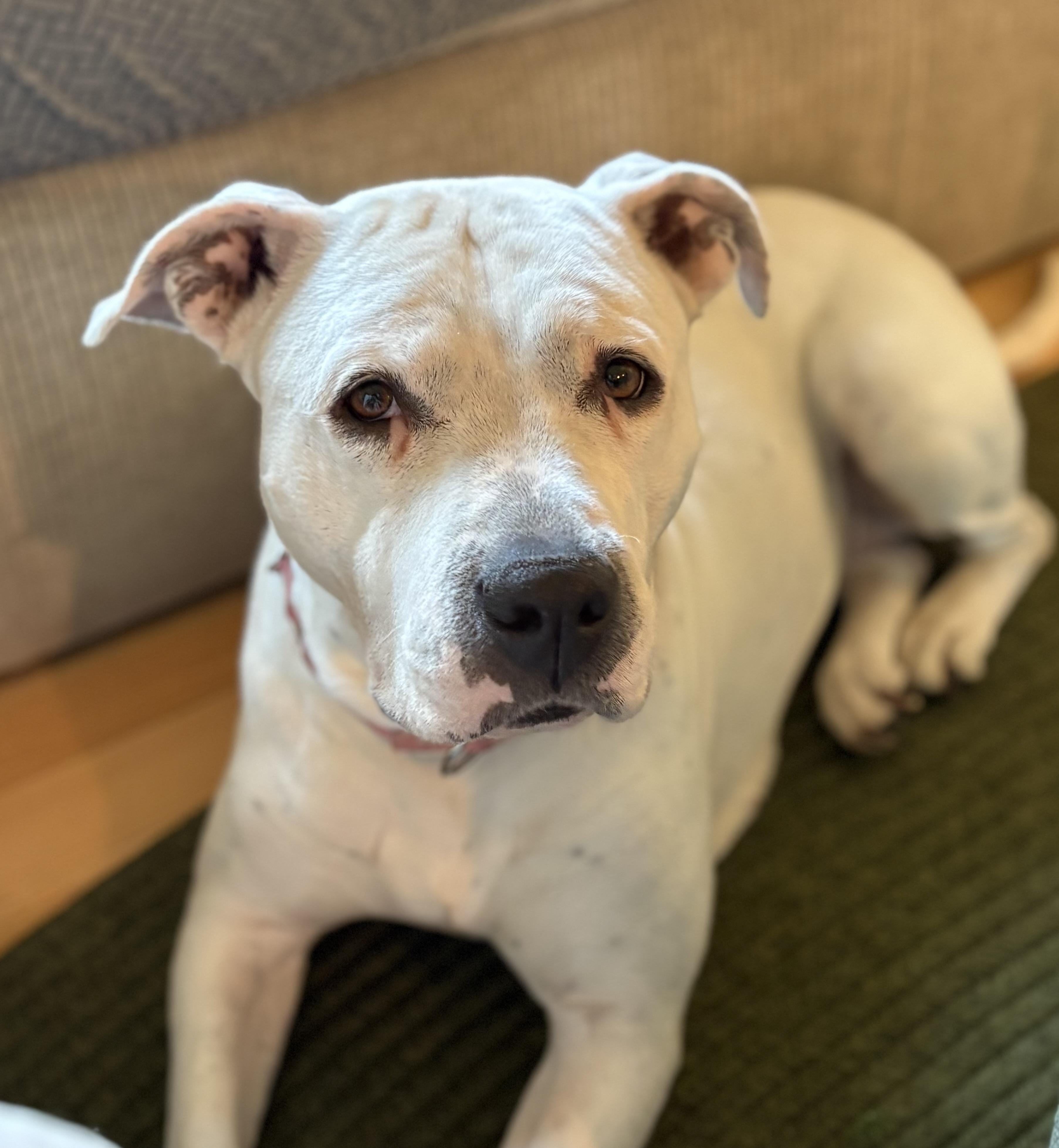 Enlarge Carly Beth, a Adoptable mixed breed in Chelmsford, MA image 5/5