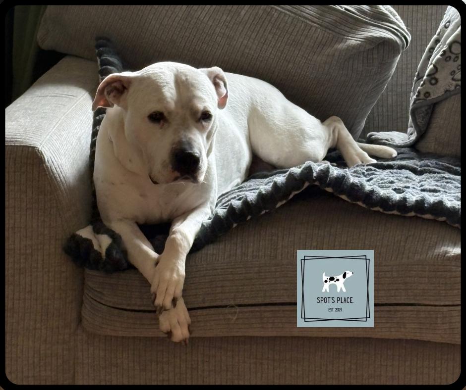 Enlarge Carly Beth, a Adoptable mixed breed in Chelmsford, MA image 4/5