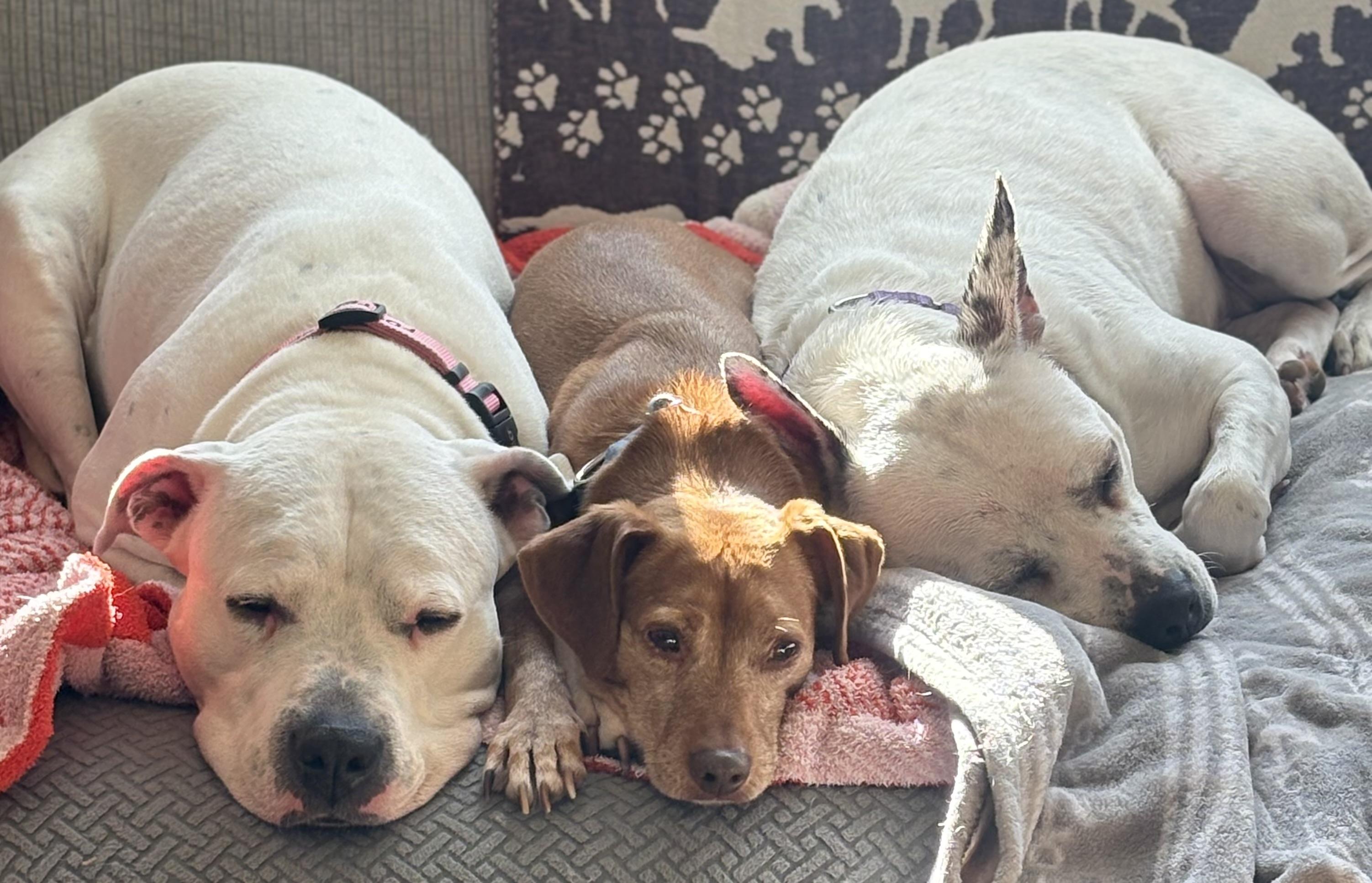 Enlarge Carly Beth, a Adoptable mixed breed in Chelmsford, MA image 2/5