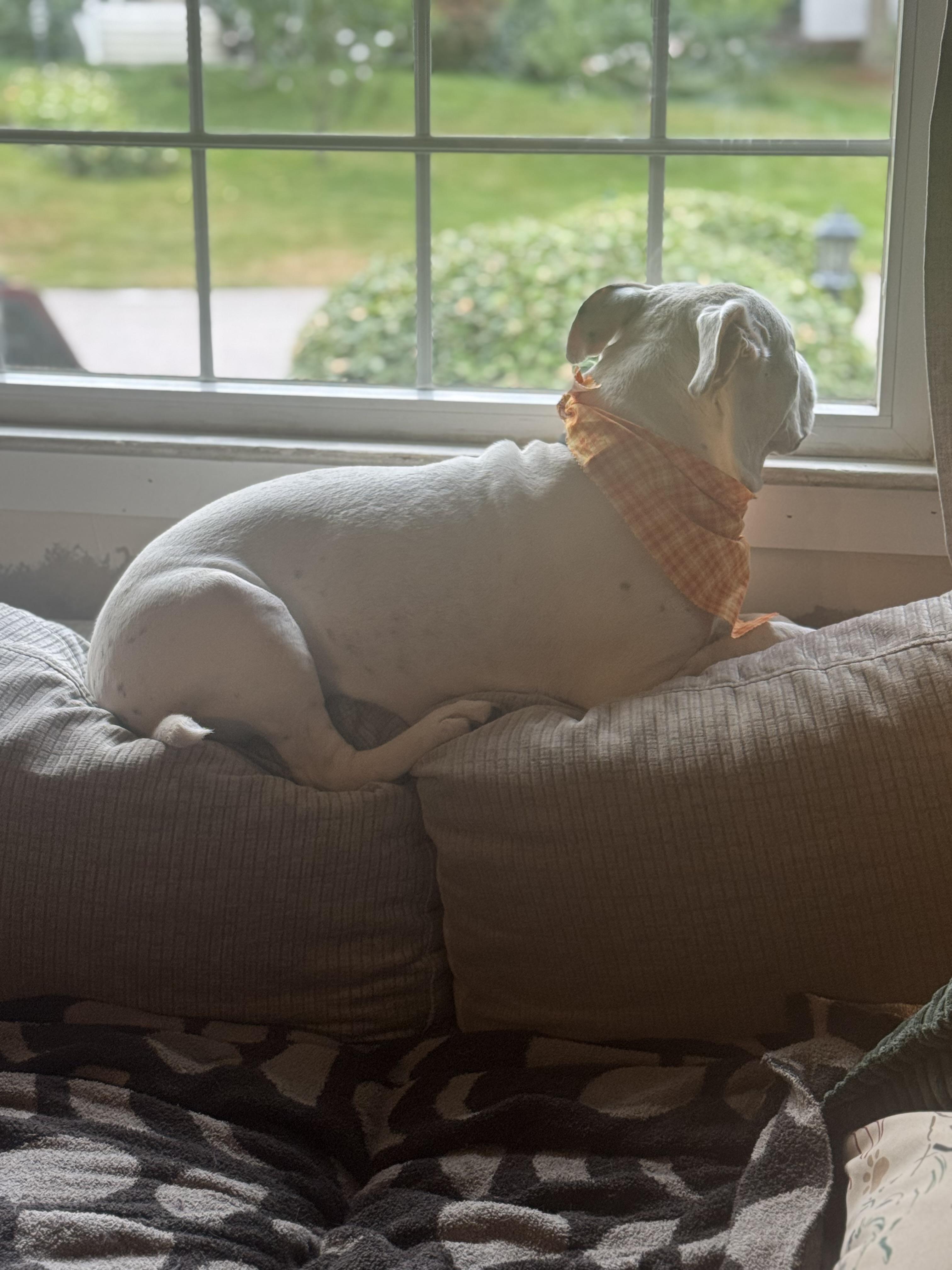 Carly Beth, a Adoptable mixed breed in Chelmsford, MA image 2/6