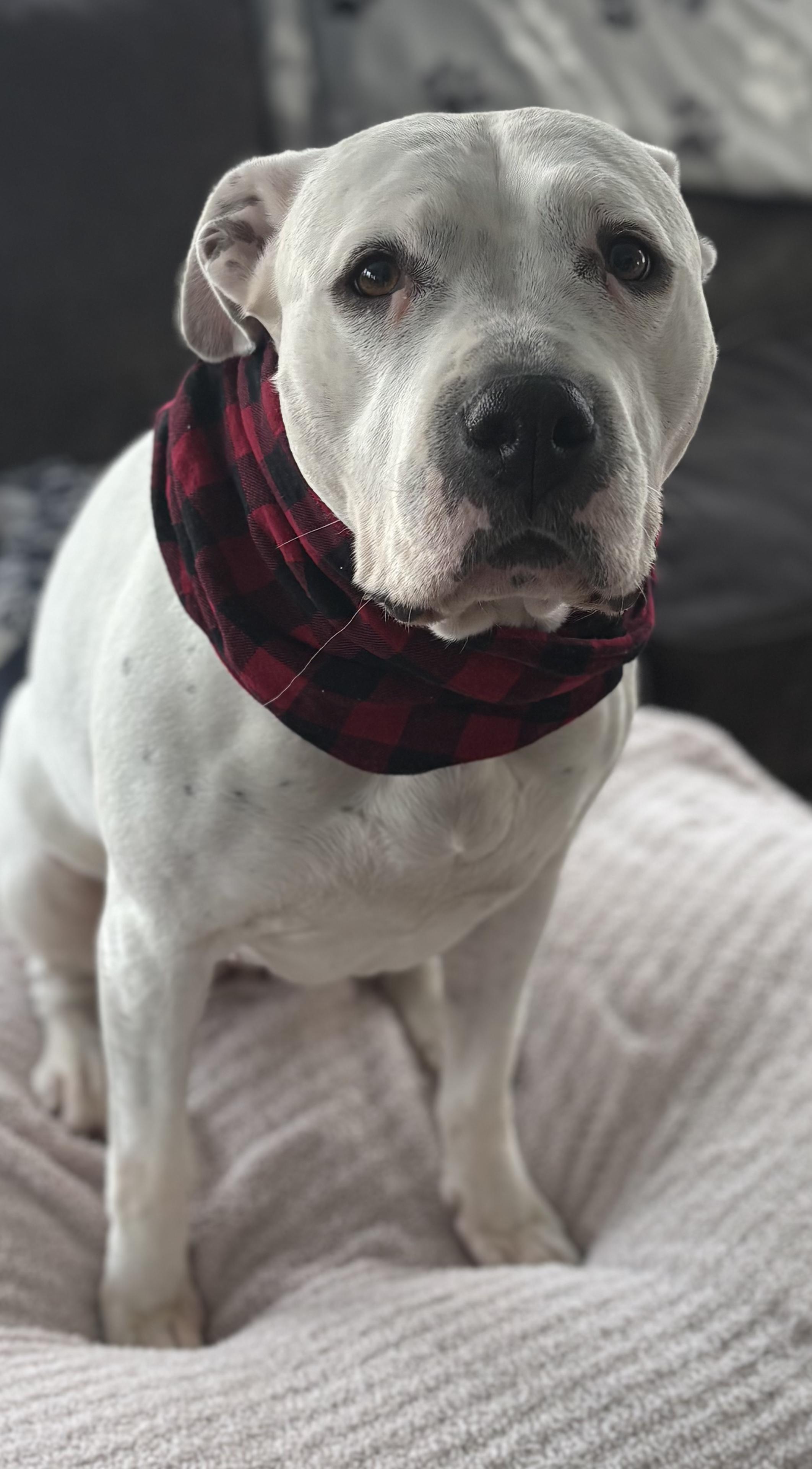 Carly Beth, a Adoptable mixed breed in Chelmsford, MA image 3/6