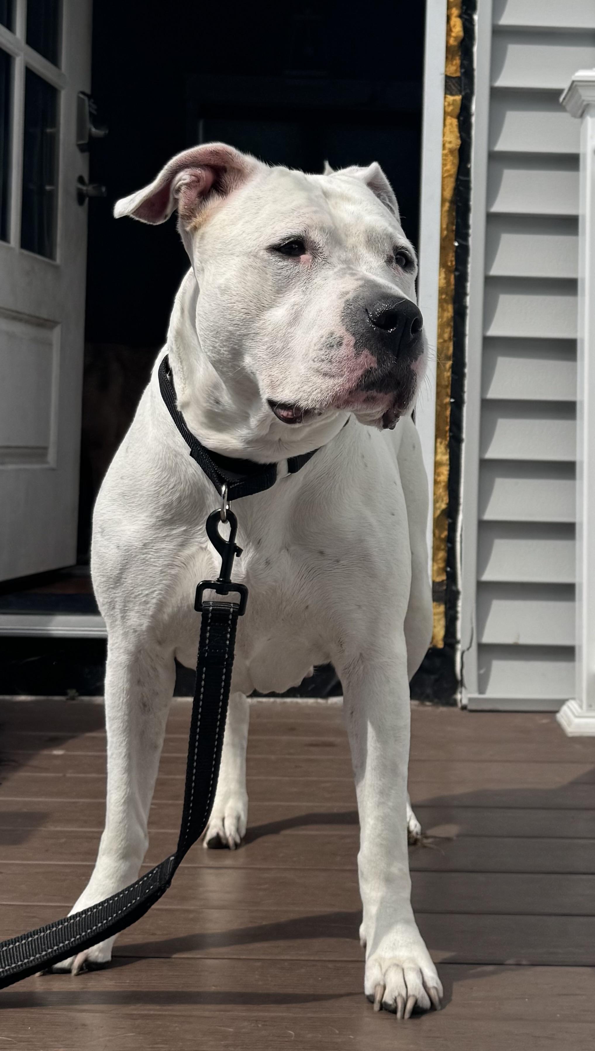 Carly Beth, a Adoptable mixed breed in Chelmsford, MA image 4/6