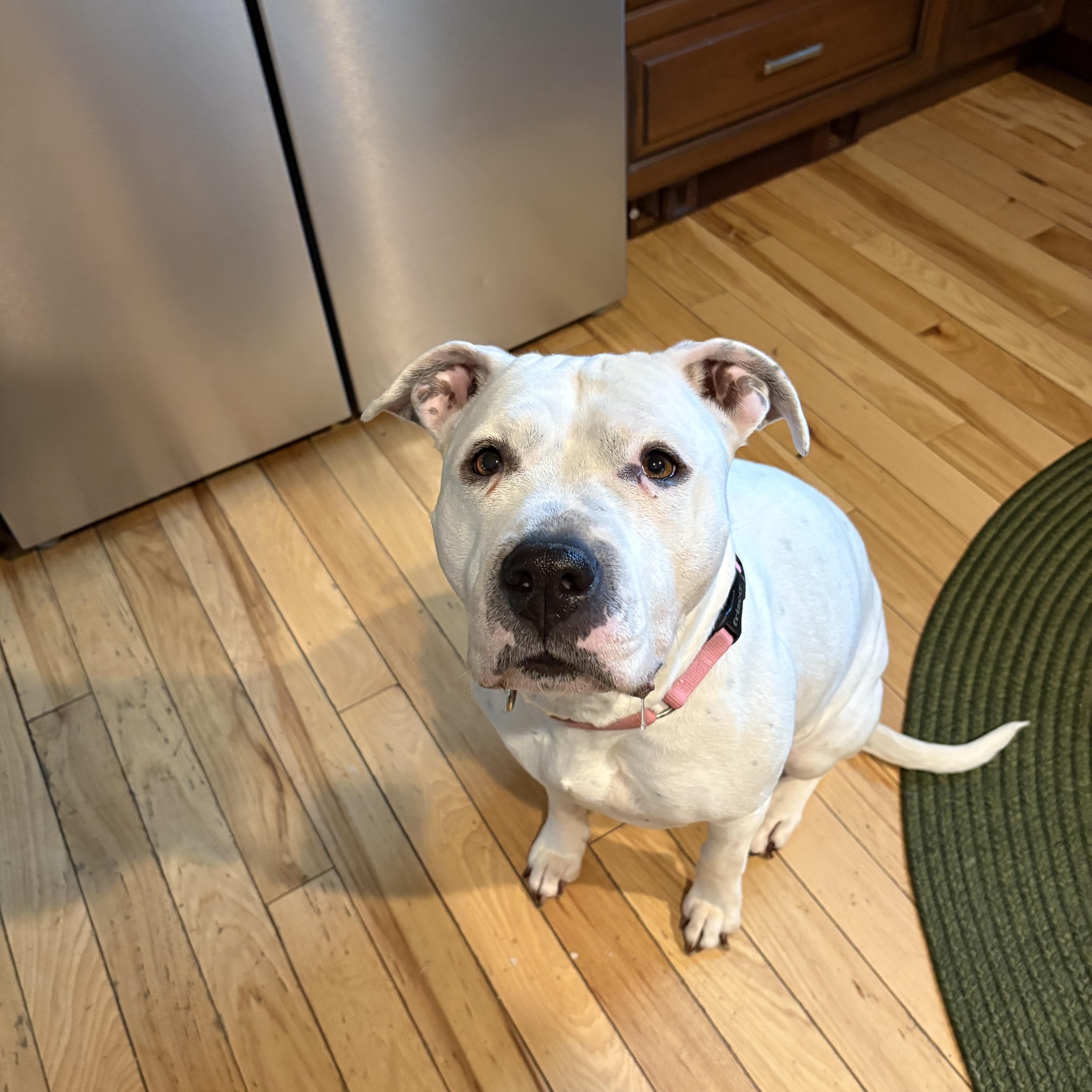 Carly Beth, Adoptable, Adult Female Mixed Breed.