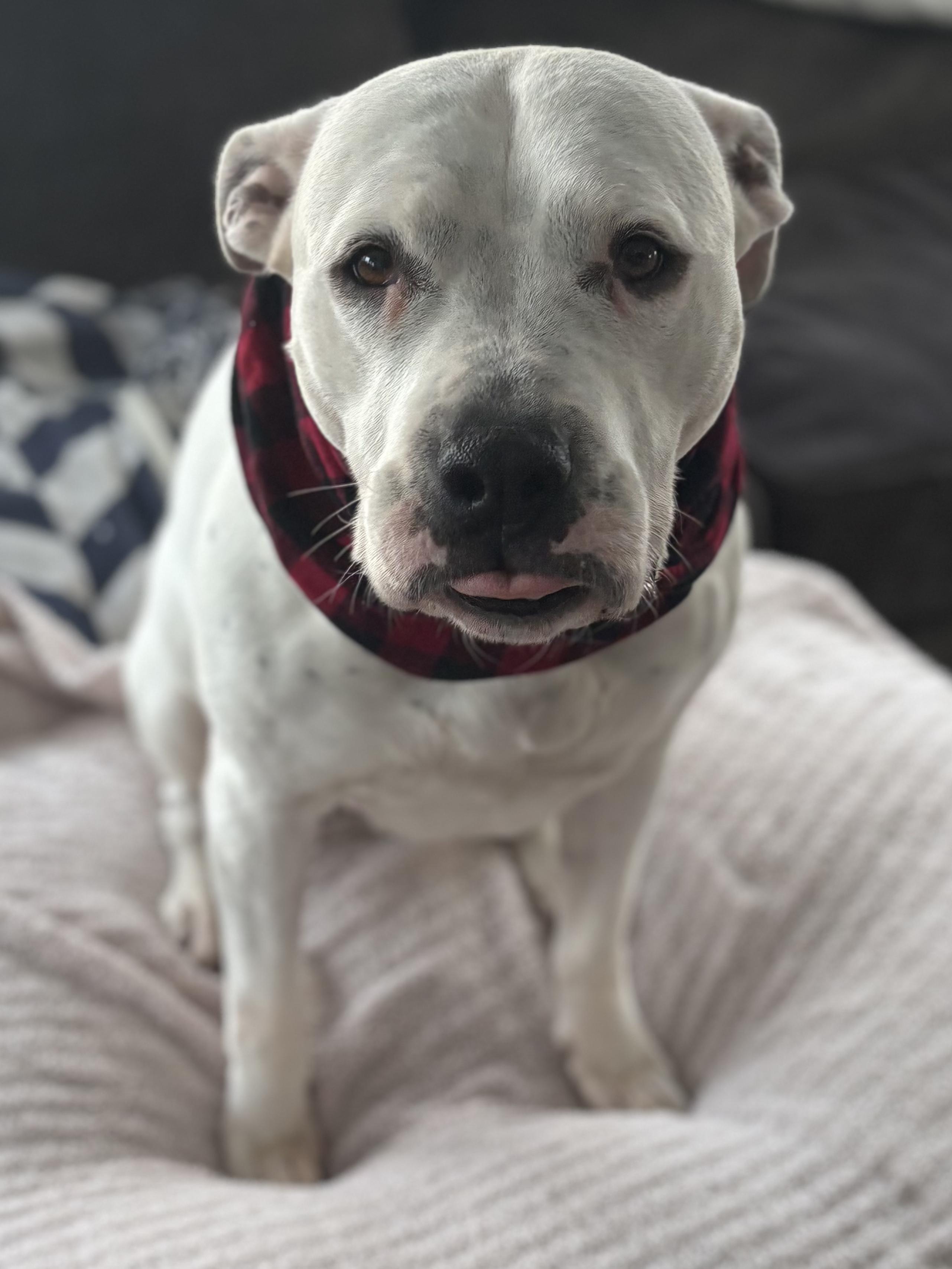 Carly Beth, a Adoptable mixed breed in Chelmsford, MA image 5/6