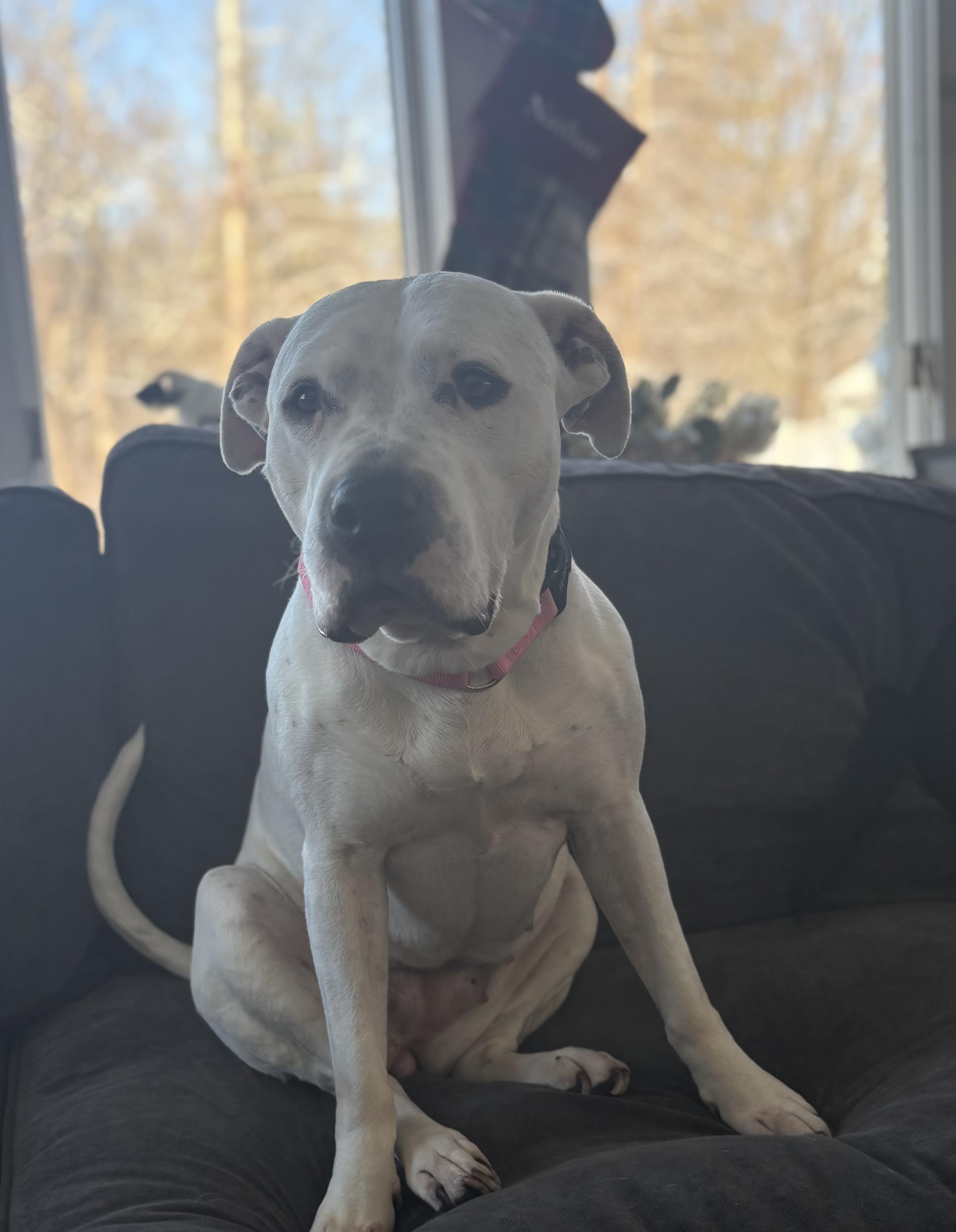 Carly Beth, a Adoptable mixed breed in Chelmsford, MA image 6/6