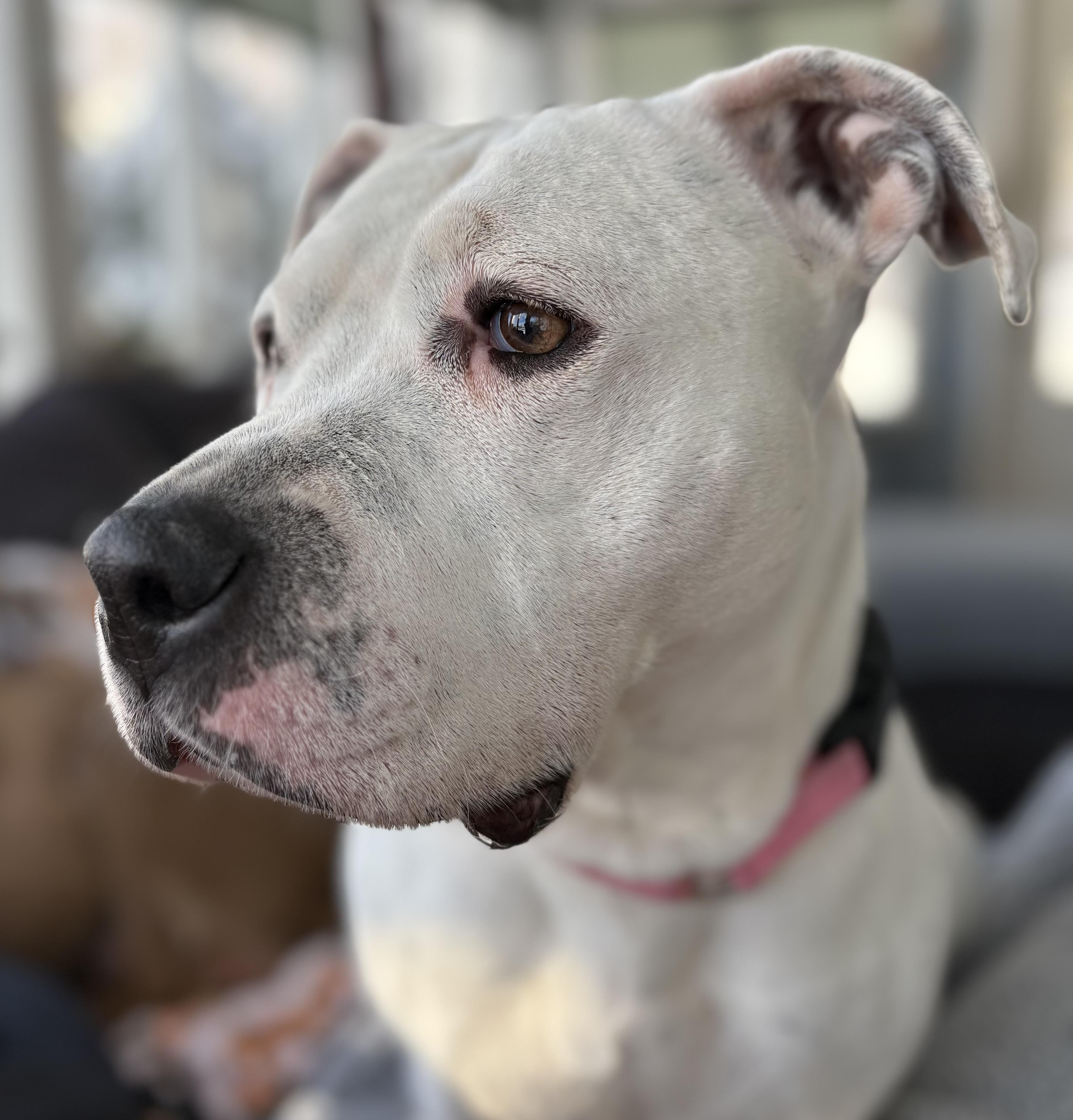 Enlarge Carly Beth, a Adoptable mixed breed in Chelmsford, MA image 3/5