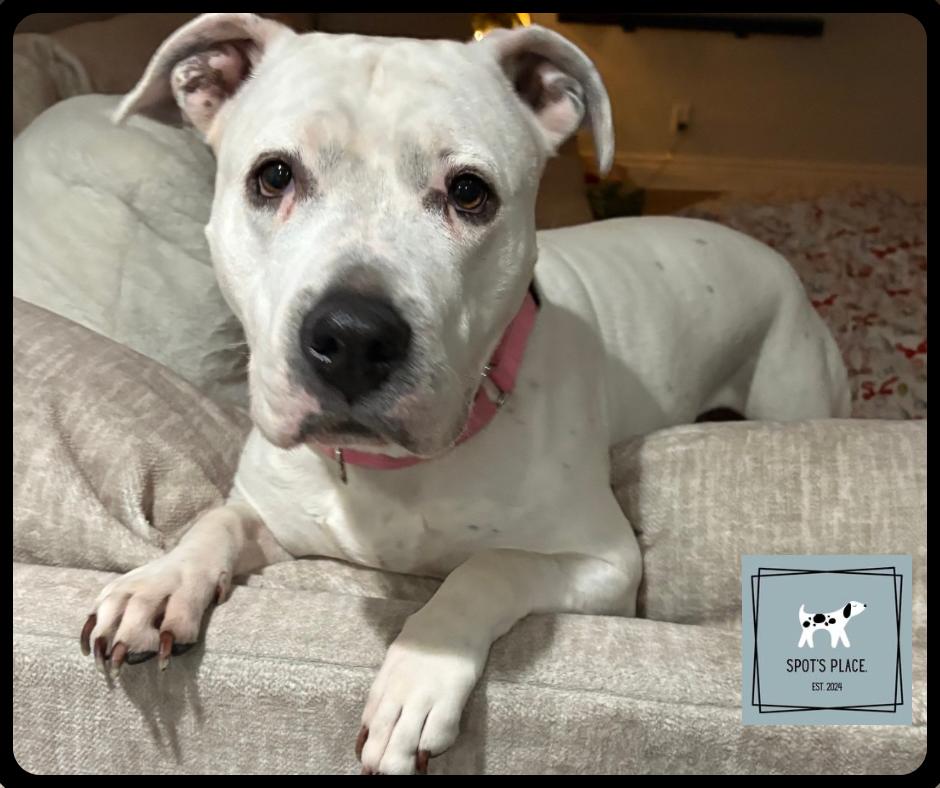 Enlarge Carly Beth, a Adoptable mixed breed in Chelmsford, MA image 3/5