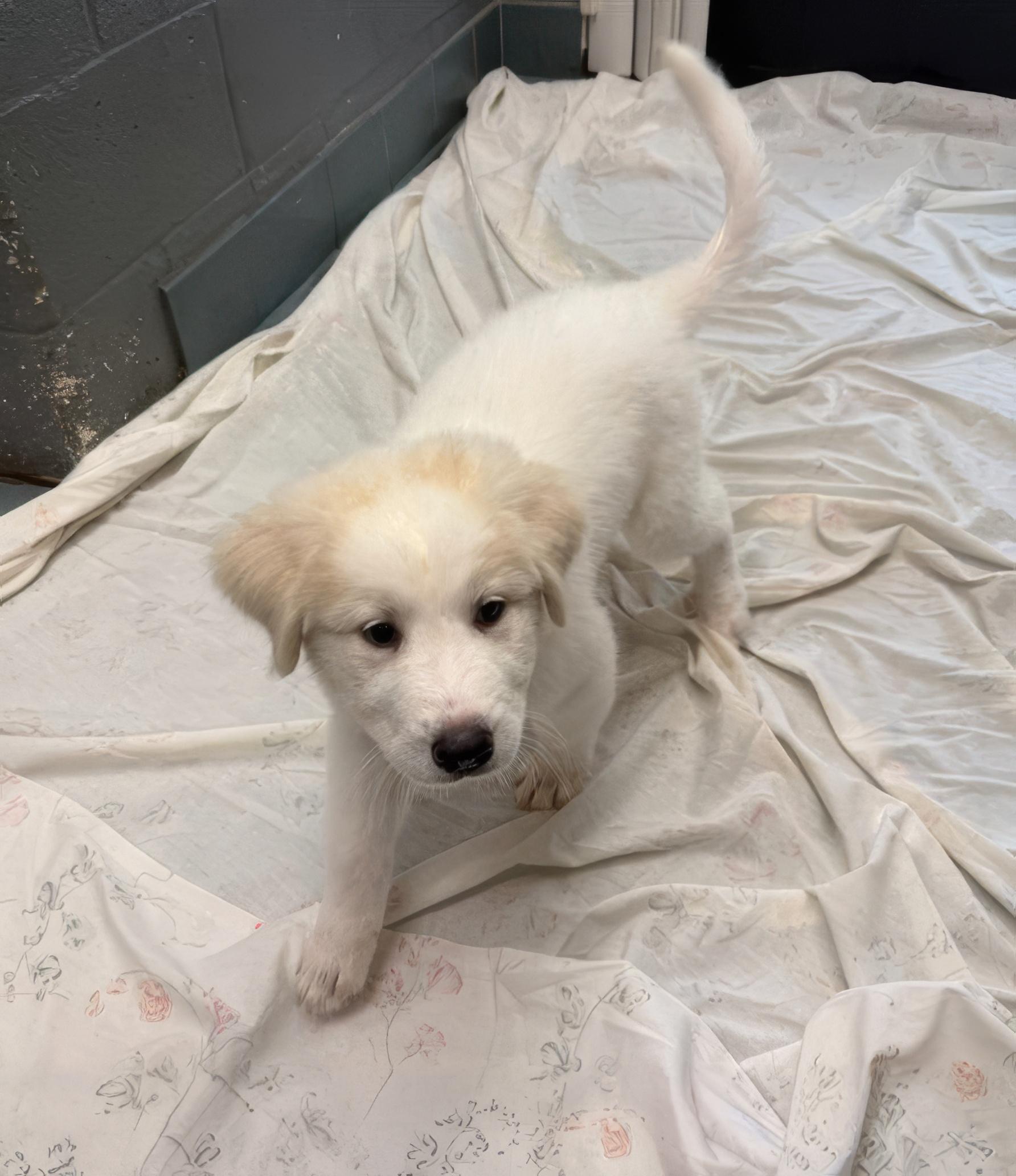 Ella Vator, adopted, Puppy Female Mixed Breed.