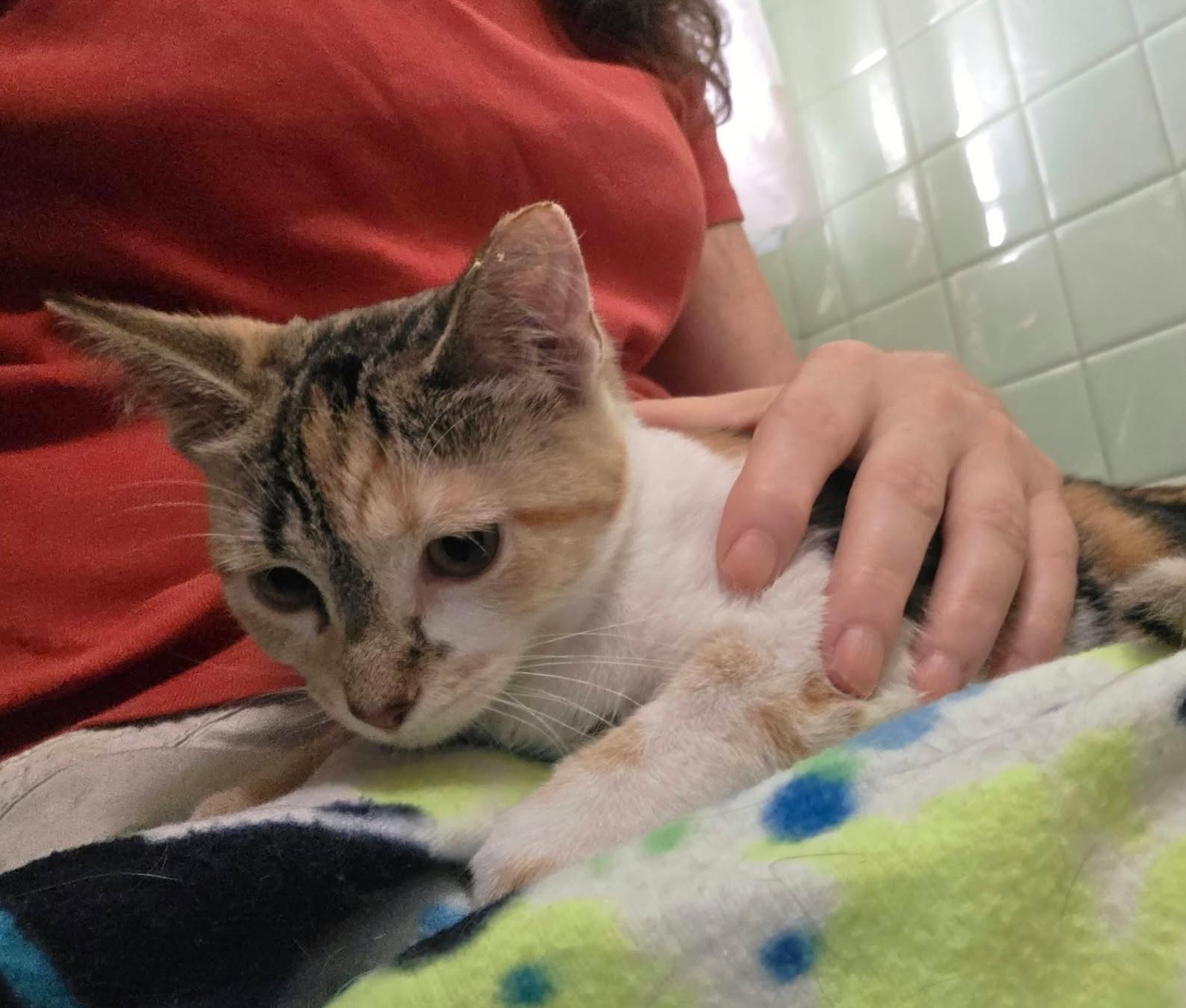 Enlarge Fila, a Adoptable mixed breed in Chicago, IL image 6/6
