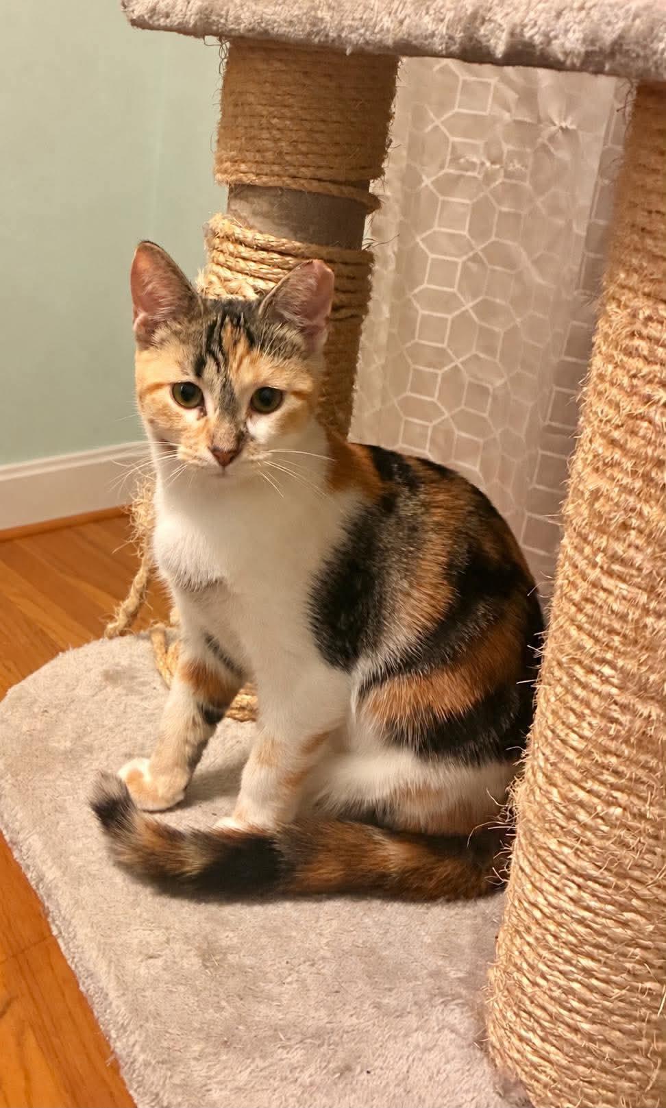 Enlarge Fila, a Adoptable mixed breed in Chicago, IL image 1/6