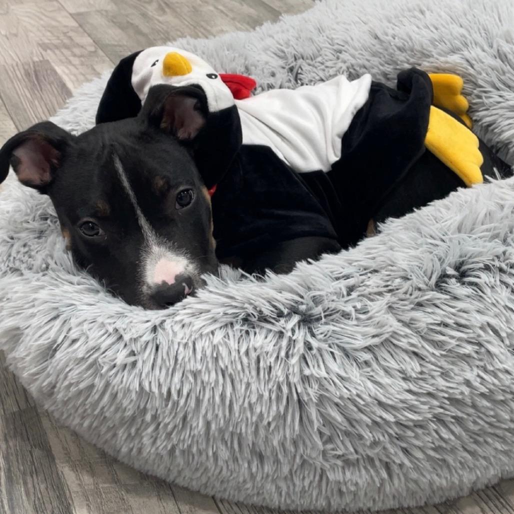 Milo, a Adoptable mixed breed in Northville, MI image 1/4